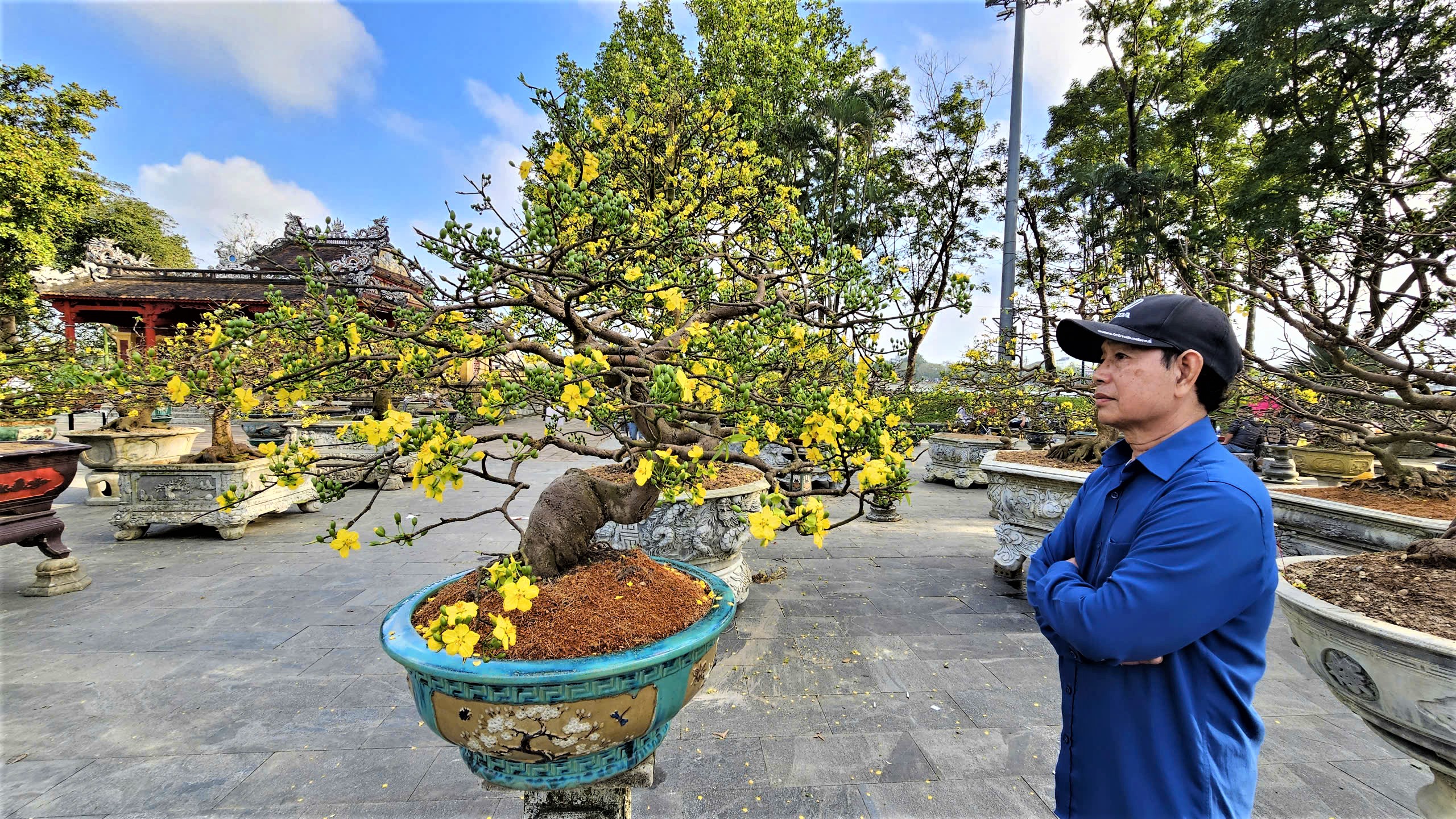 Ngắm hoàng mai Huế rực rỡ khoe sắc đón tết Bính Ngọ 2026- Ảnh 9. Ngắm hoàng mai Huế rực rỡ khoe sắc đón tết Bính Ngọ 2026- Ảnh 9.