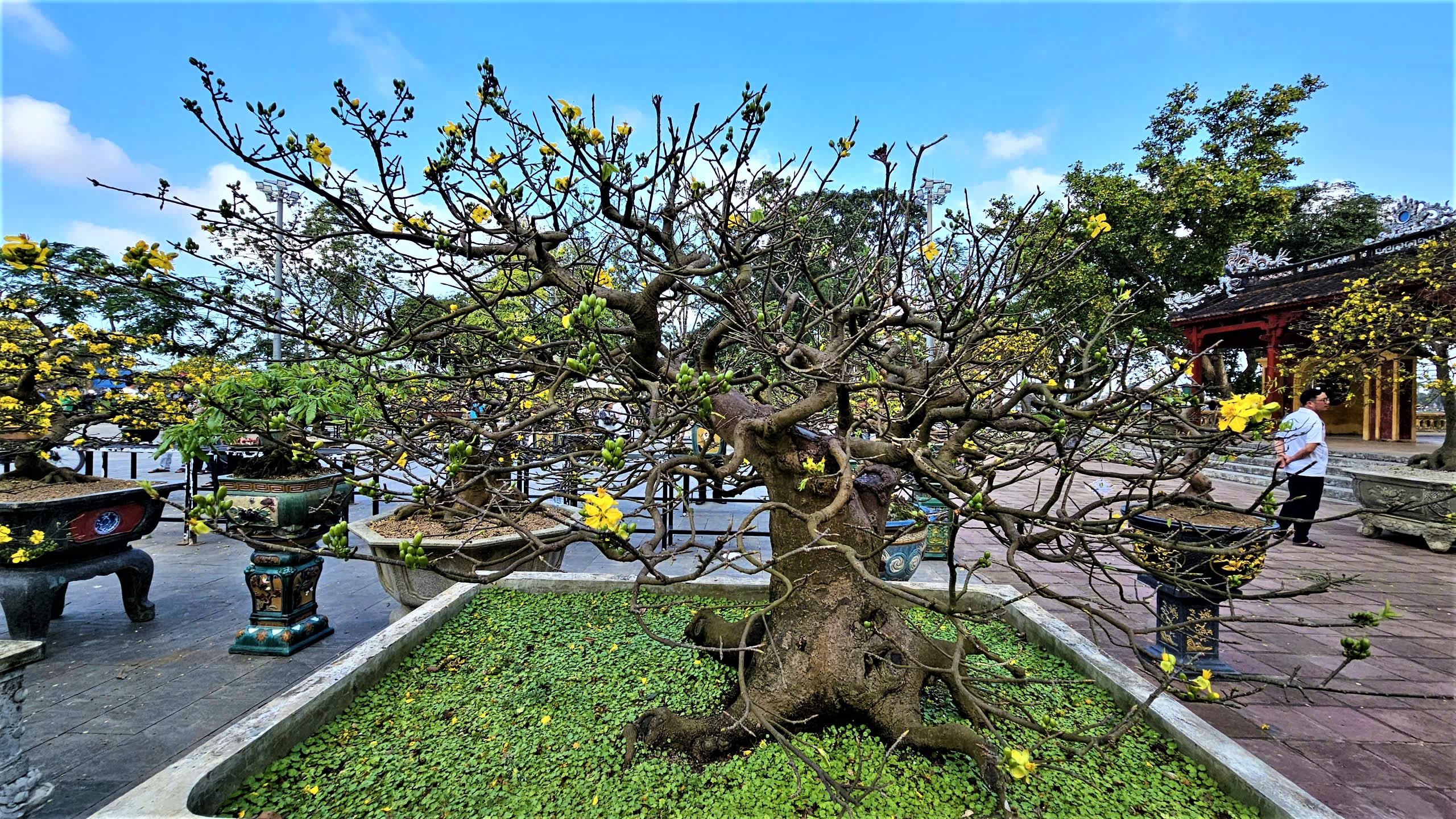 Ngắm hoàng mai Huế rực rỡ khoe sắc đón tết Bính Ngọ 2026- Ảnh 5. Ngắm hoàng mai Huế rực rỡ khoe sắc đón tết Bính Ngọ 2026- Ảnh 5.