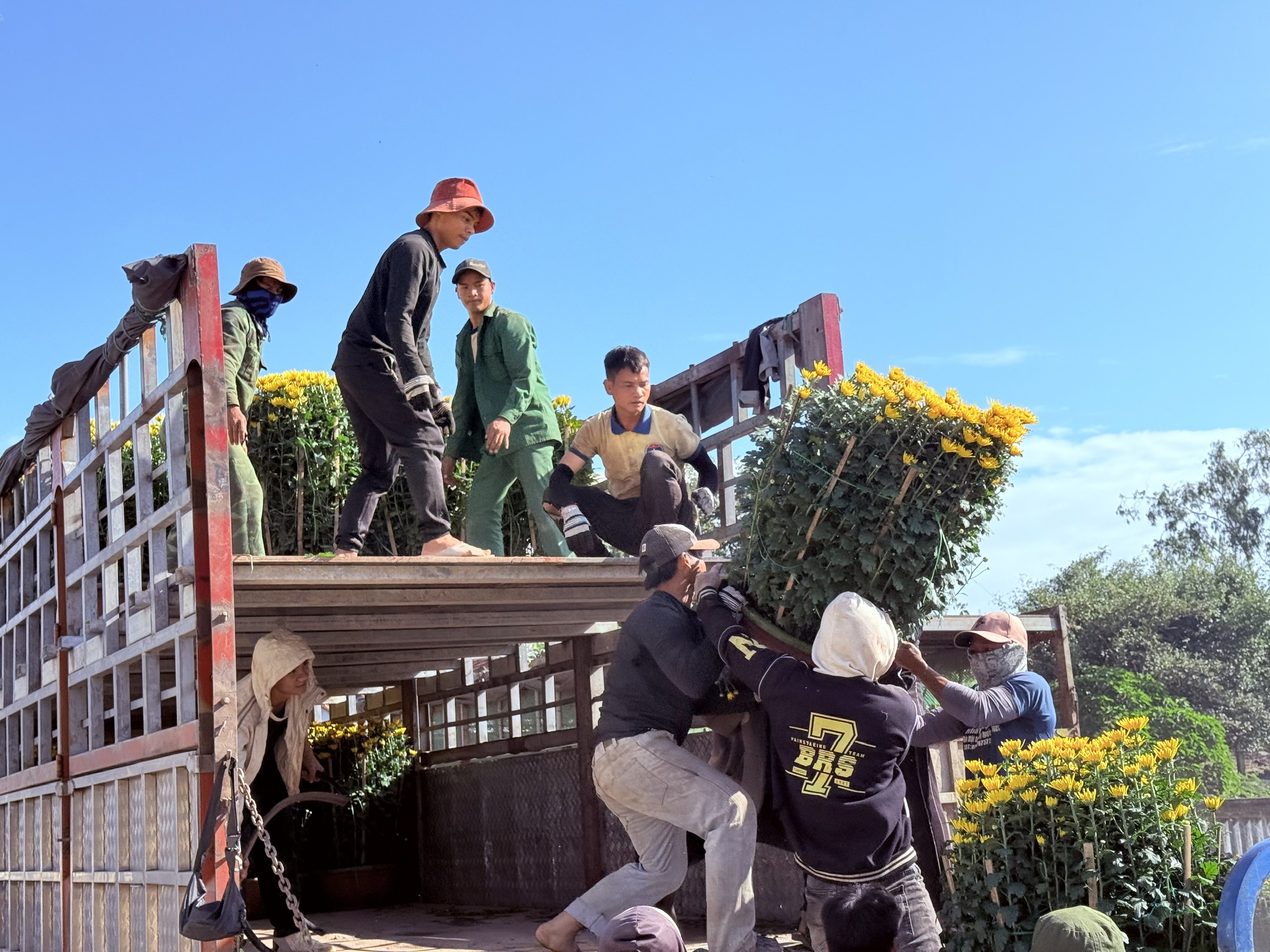 Cận cảnh l&agrave;ng hoa c&uacute;c lớn nhất miền Trung rộn r&agrave;ng ng&agrave;y cận Tết- Ảnh 11.