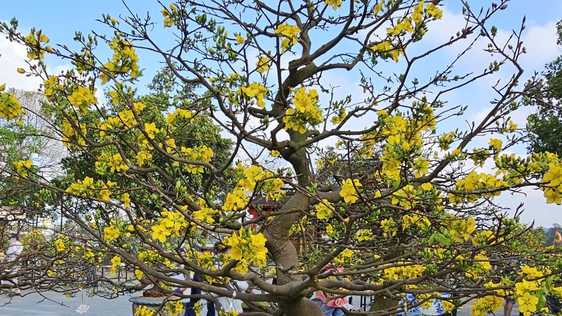 Ngắm hoàng mai Huế rực rỡ khoe sắc đón tết Bính Ngọ 2026- Ảnh 13. Ngắm hoàng mai Huế rực rỡ khoe sắc đón tết Bính Ngọ 2026- Ảnh 13.