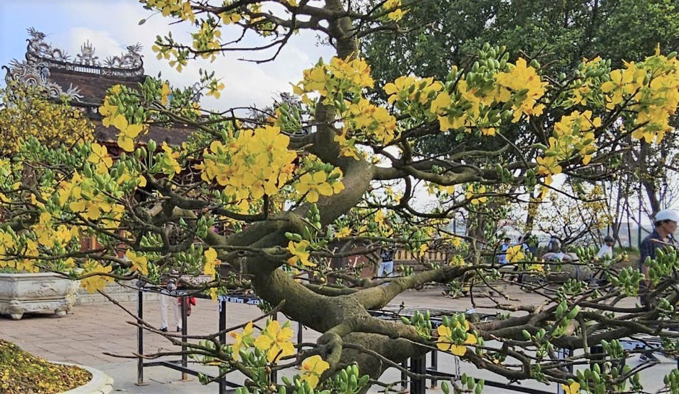 Ngắm hoàng mai Huế rực rỡ khoe sắc đón tết Bính Ngọ 2026- Ảnh 12. Ngắm hoàng mai Huế rực rỡ khoe sắc đón tết Bính Ngọ 2026- Ảnh 12.