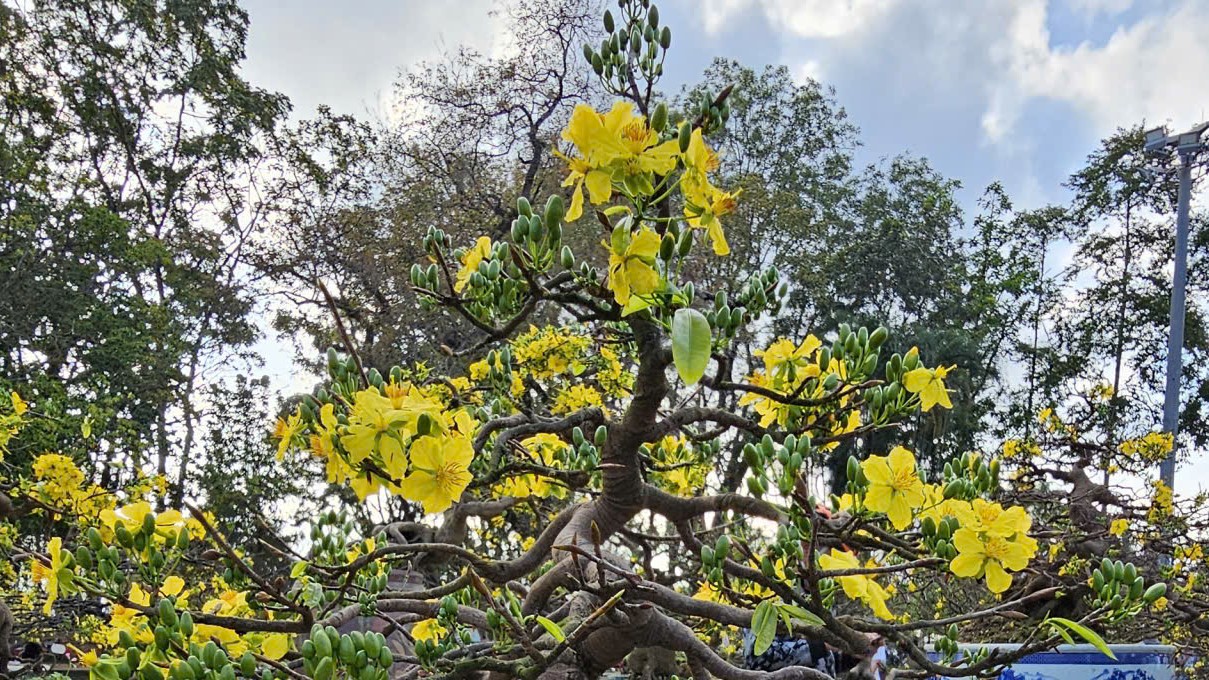 Ngắm hoàng mai Huế rực rỡ khoe sắc đón tết Bính Ngọ 2026- Ảnh 10. Ngắm hoàng mai Huế rực rỡ khoe sắc đón tết Bính Ngọ 2026- Ảnh 10.