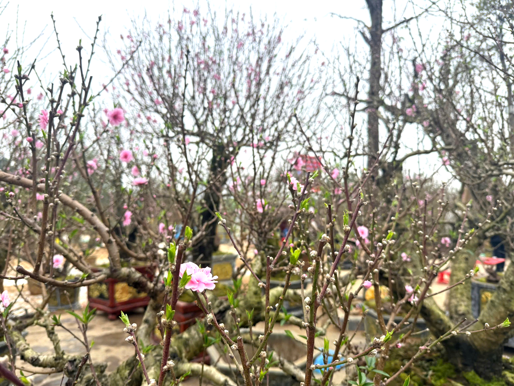 Nhộn nhịp thị trường cây cảnh ngày giáp Tết ở Thanh Hóa- Ảnh 6. Nhộn nhịp thị trường cây cảnh ngày giáp Tết ở Thanh Hóa- Ảnh 6.