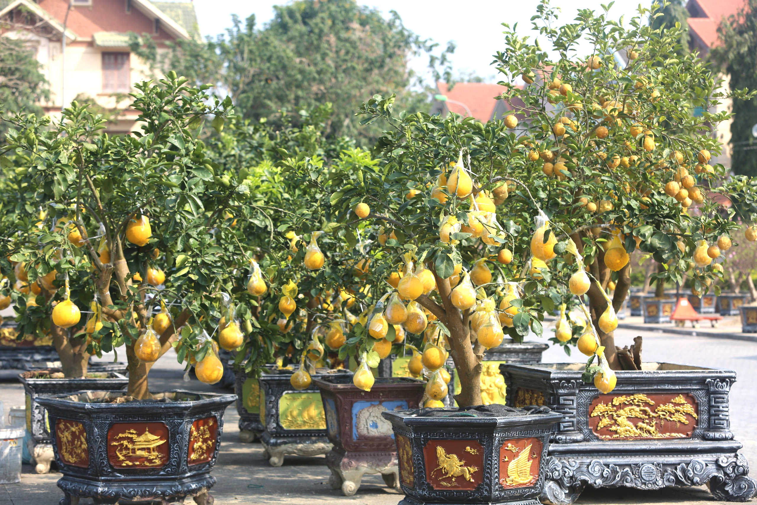 Nhộn nhịp thị trường cây cảnh ngày giáp Tết ở Thanh Hóa- Ảnh 2. Nhộn nhịp thị trường cây cảnh ngày giáp Tết ở Thanh Hóa- Ảnh 2.