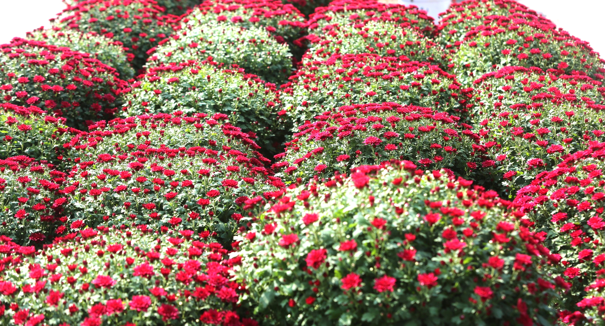 Nhộn nhịp thị trường cây cảnh ngày giáp Tết ở Thanh Hóa- Ảnh 15. Nhộn nhịp thị trường cây cảnh ngày giáp Tết ở Thanh Hóa- Ảnh 15.