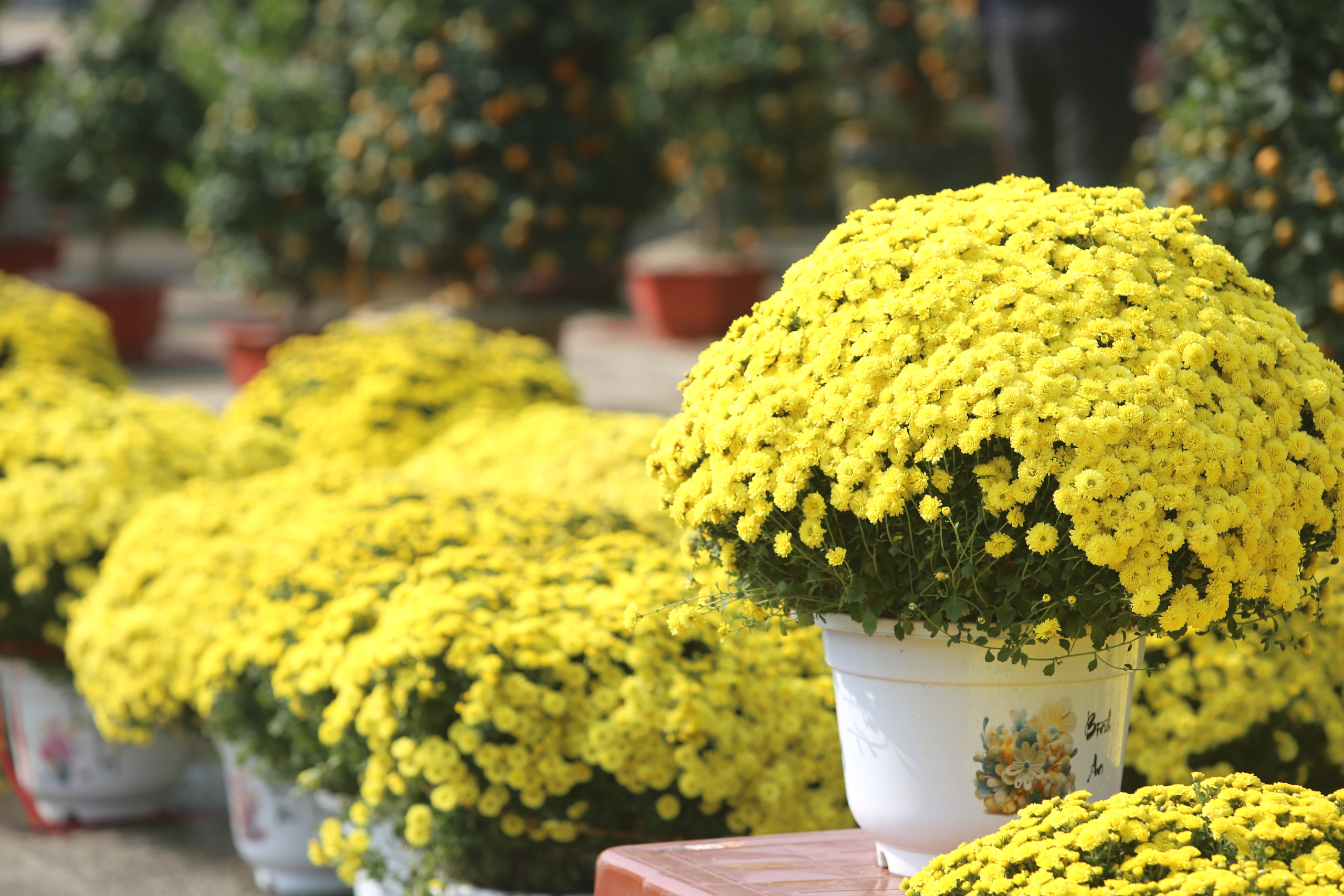 Nhộn nhịp thị trường cây cảnh ngày giáp Tết ở Thanh Hóa- Ảnh 14. Nhộn nhịp thị trường cây cảnh ngày giáp Tết ở Thanh Hóa- Ảnh 14.