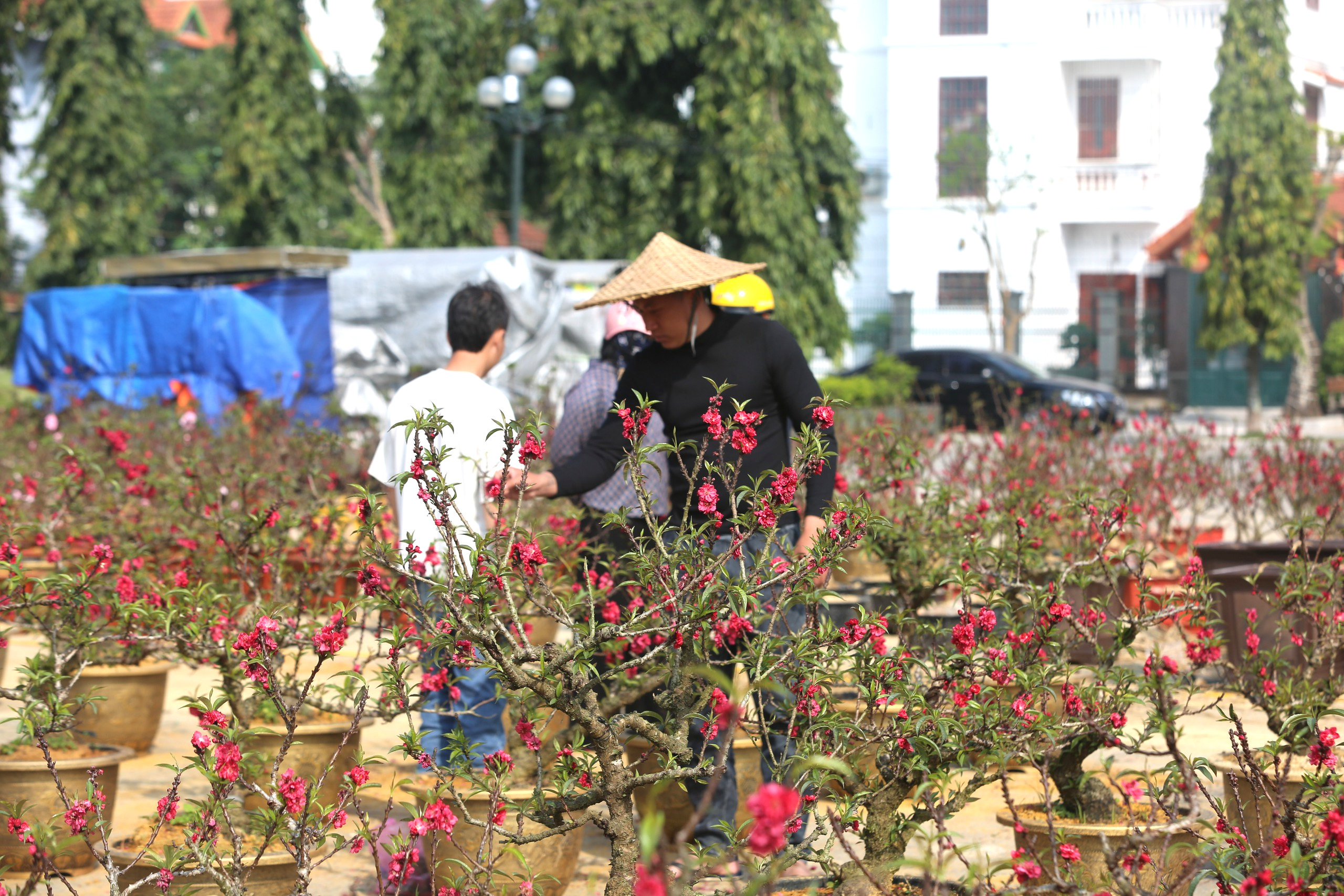 Nhộn nhịp thị trường cây cảnh ngày giáp Tết ở Thanh Hóa- Ảnh 3. Nhộn nhịp thị trường cây cảnh ngày giáp Tết ở Thanh Hóa- Ảnh 3.