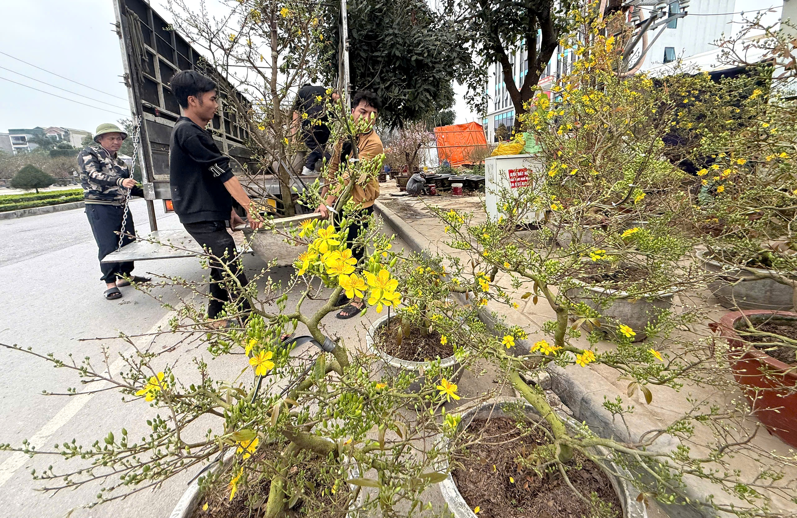 Nhộn nhịp thị trường cây cảnh ngày giáp Tết ở Thanh Hóa- Ảnh 5. Nhộn nhịp thị trường cây cảnh ngày giáp Tết ở Thanh Hóa- Ảnh 5.