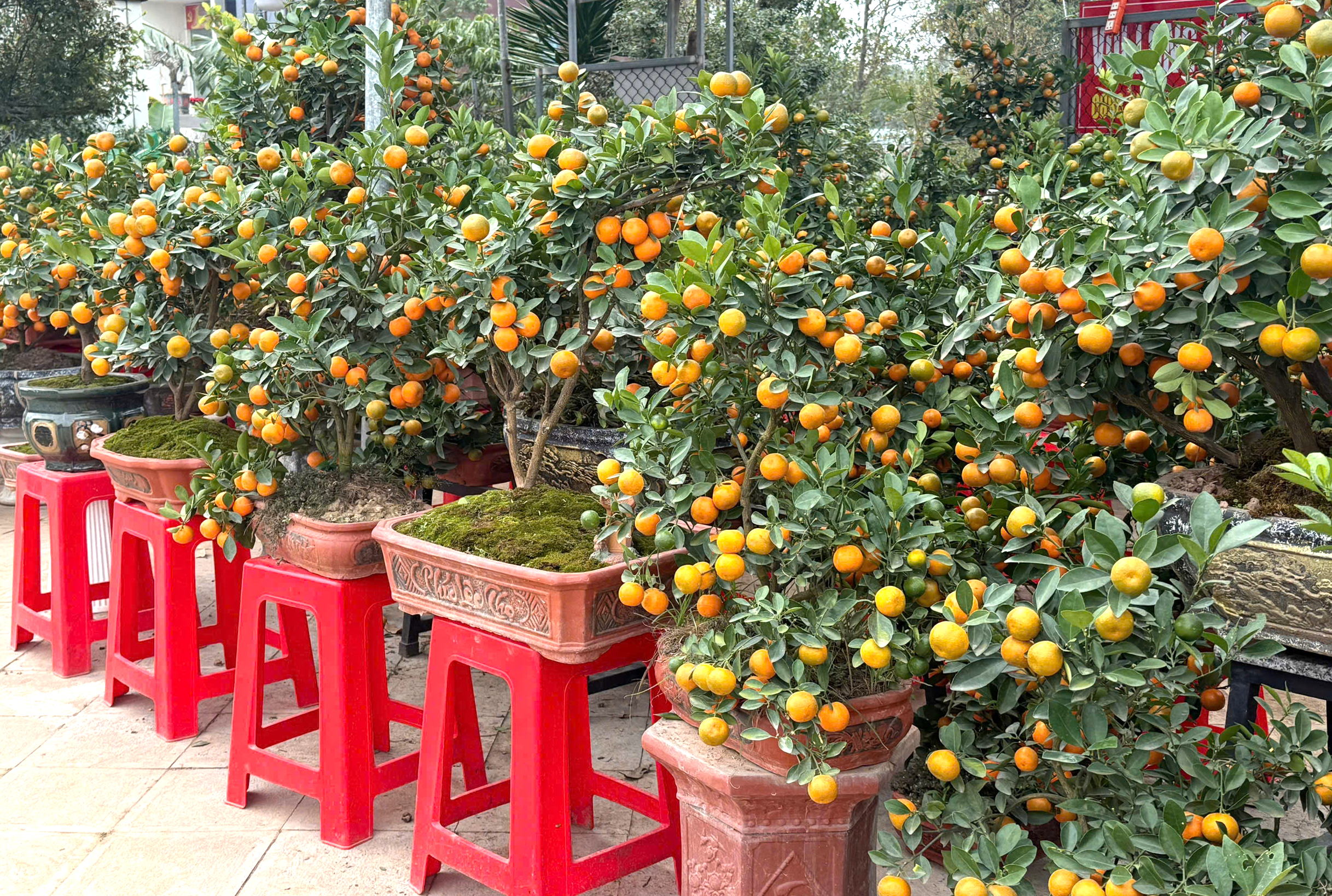 Nhộn nhịp thị trường cây cảnh ngày giáp Tết ở Thanh Hóa- Ảnh 4. Nhộn nhịp thị trường cây cảnh ngày giáp Tết ở Thanh Hóa- Ảnh 4.