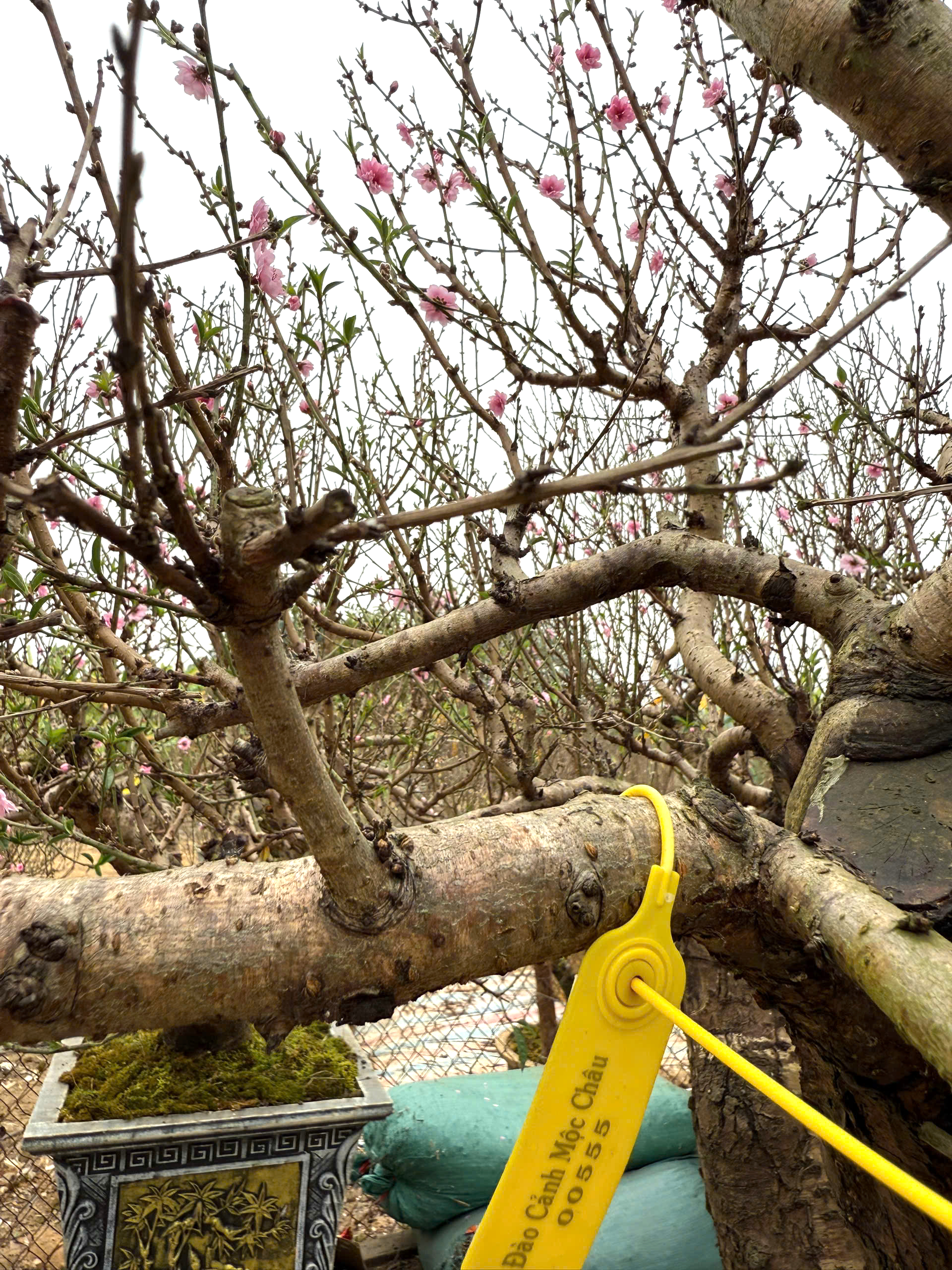 Nhộn nhịp thị trường cây cảnh ngày giáp Tết ở Thanh Hóa- Ảnh 11. Nhộn nhịp thị trường cây cảnh ngày giáp Tết ở Thanh Hóa- Ảnh 11.