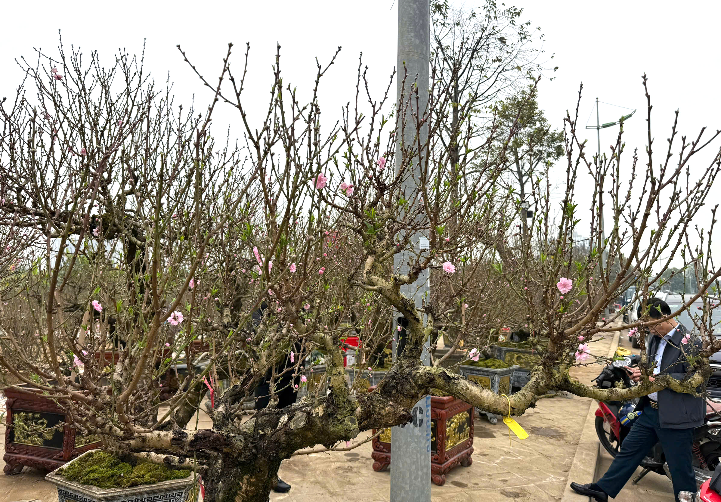 Nhộn nhịp thị trường cây cảnh ngày giáp Tết ở Thanh Hóa- Ảnh 12. Nhộn nhịp thị trường cây cảnh ngày giáp Tết ở Thanh Hóa- Ảnh 12.