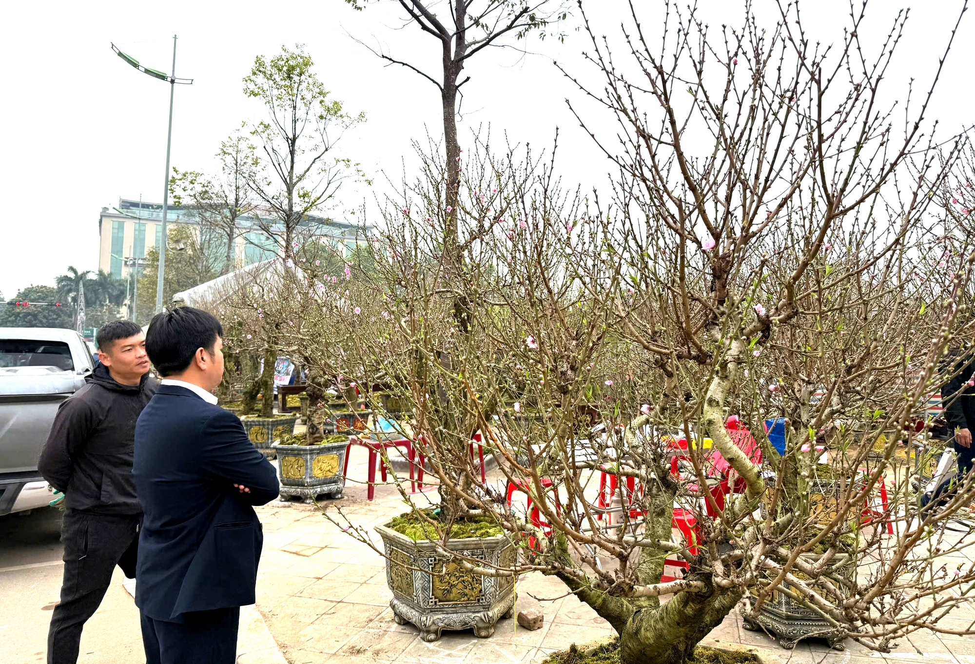 Nhộn nhịp thị trường cây cảnh ngày giáp Tết ở Thanh Hóa- Ảnh 9. Nhộn nhịp thị trường cây cảnh ngày giáp Tết ở Thanh Hóa- Ảnh 9.