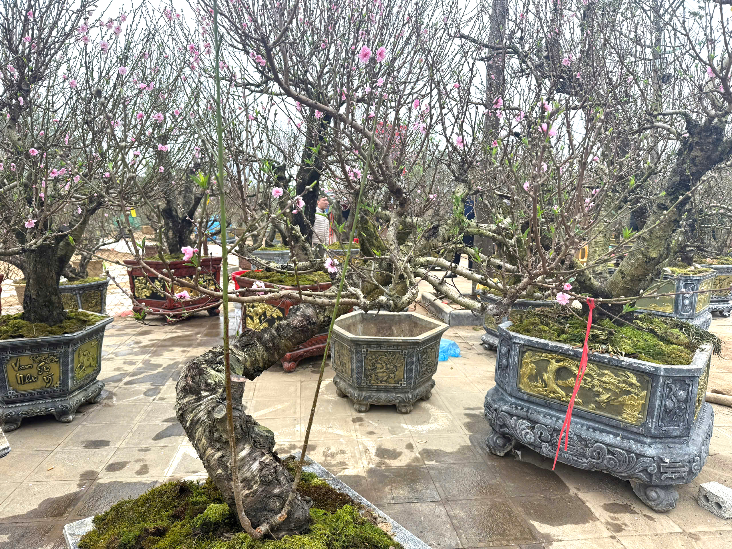 Nhộn nhịp thị trường cây cảnh ngày giáp Tết ở Thanh Hóa- Ảnh 10. Nhộn nhịp thị trường cây cảnh ngày giáp Tết ở Thanh Hóa- Ảnh 10.