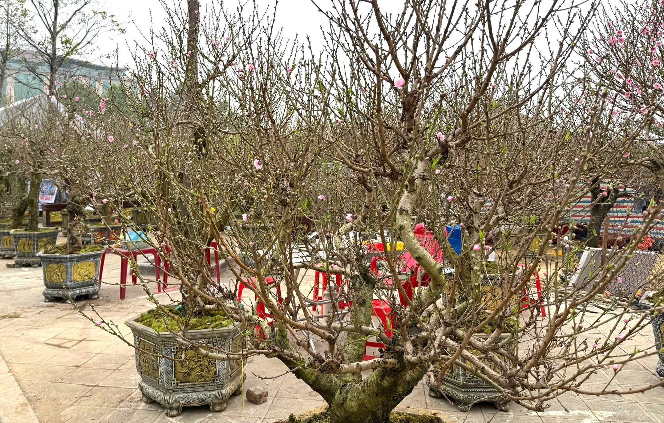 Nhộn nhịp thị trường cây cảnh ngày giáp Tết ở Thanh Hóa- Ảnh 13. Nhộn nhịp thị trường cây cảnh ngày giáp Tết ở Thanh Hóa- Ảnh 13.