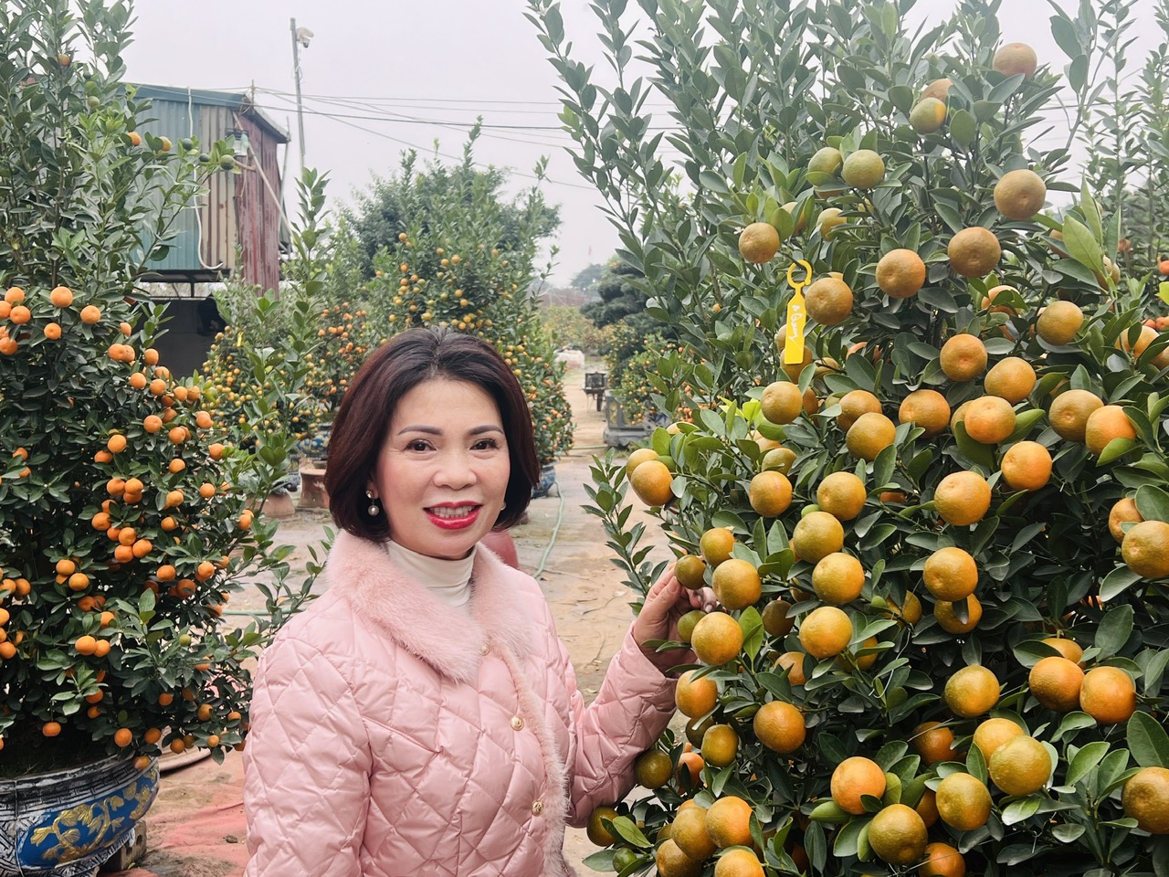 Hà Nội: Làng đào Nhật Tân, quất Tứ Liên tất bật đón khách - Ảnh 14. Hà Nội: Làng đào Nhật Tân, quất Tứ Liên tất bật đón khách - Ảnh 14.