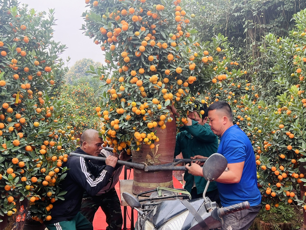 Hà Nội: Làng đào Nhật Tân, quất Tứ Liên tất bật đón khách - Ảnh 15. Hà Nội: Làng đào Nhật Tân, quất Tứ Liên tất bật đón khách - Ảnh 15.
