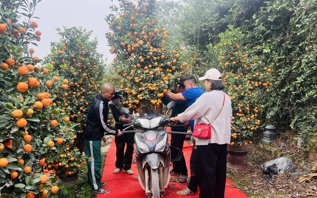 Không để hành khách chậm về quê đón Tết vì thiếu xe- Ảnh 2. Hà Nội: Làng đào Nhật Tân, quất Tứ Liên tất bật đón khách