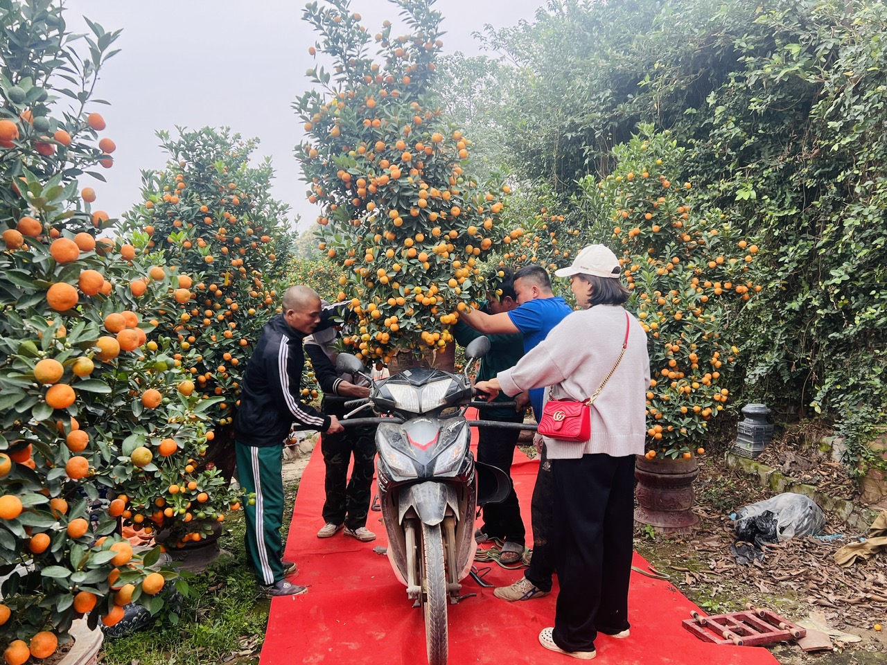 Hà Nội: Làng đào Nhật Tân, quất Tứ Liên tất bật đón khách - Ảnh 13. Hà Nội: Làng đào Nhật Tân, quất Tứ Liên tất bật đón khách - Ảnh 13.