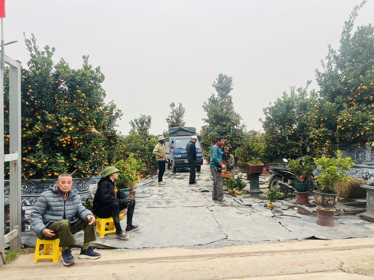 Hà Nội: Làng đào Nhật Tân, quất Tứ Liên tất bật đón khách - Ảnh 12. Hà Nội: Làng đào Nhật Tân, quất Tứ Liên tất bật đón khách - Ảnh 12.