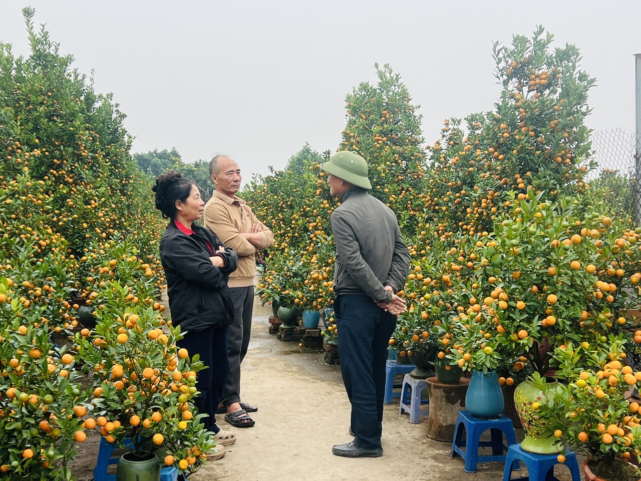 Hà Nội: Làng đào Nhật Tân, quất Tứ Liên tất bật đón khách - Ảnh 10. Hà Nội: Làng đào Nhật Tân, quất Tứ Liên tất bật đón khách - Ảnh 10.