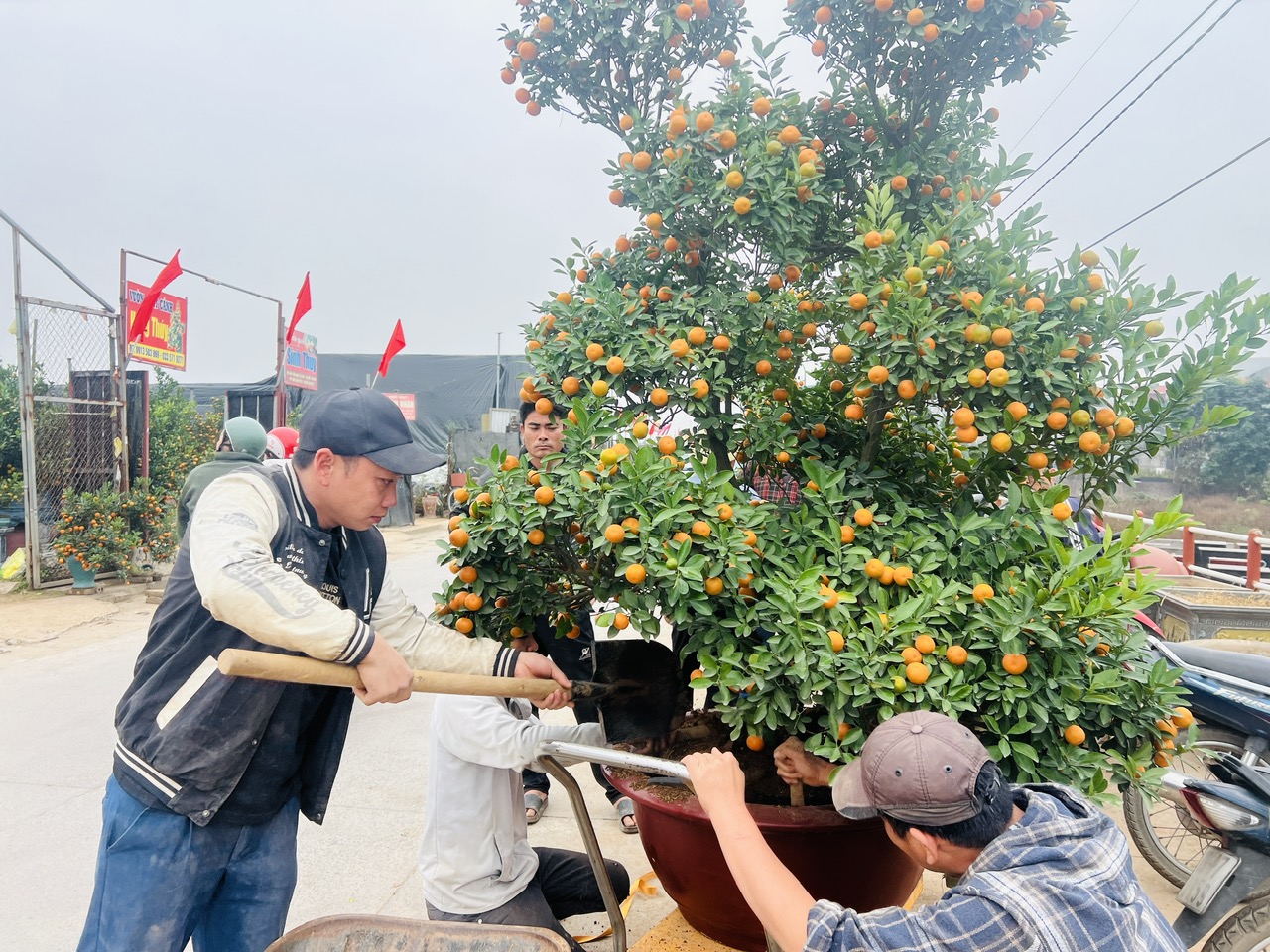 Hà Nội: Làng đào Nhật Tân, quất Tứ Liên tất bật đón khách - Ảnh 17. Hà Nội: Làng đào Nhật Tân, quất Tứ Liên tất bật đón khách - Ảnh 17.