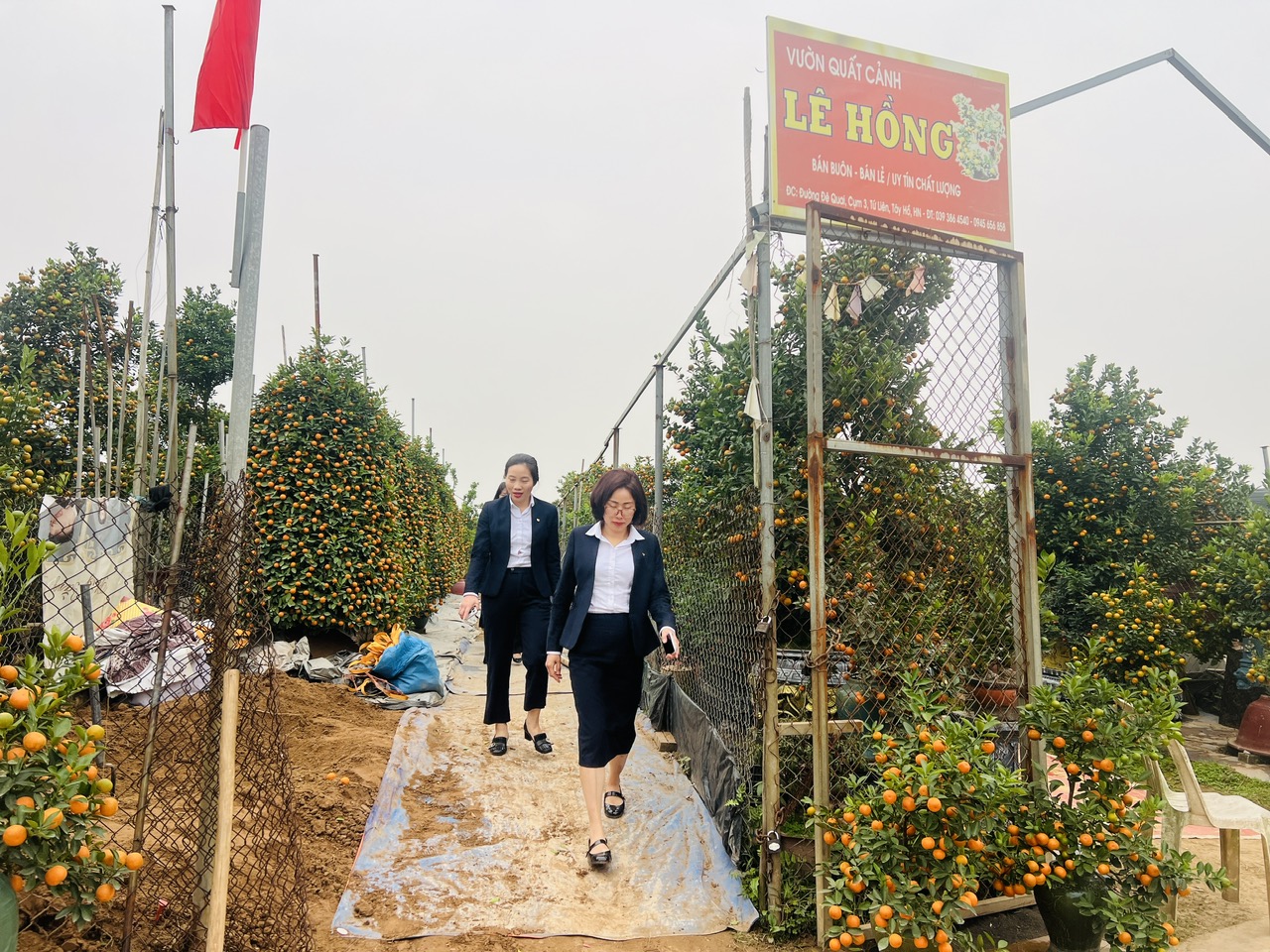 Hà Nội: Làng đào Nhật Tân, quất Tứ Liên tất bật đón khách - Ảnh 9. Hà Nội: Làng đào Nhật Tân, quất Tứ Liên tất bật đón khách - Ảnh 9.