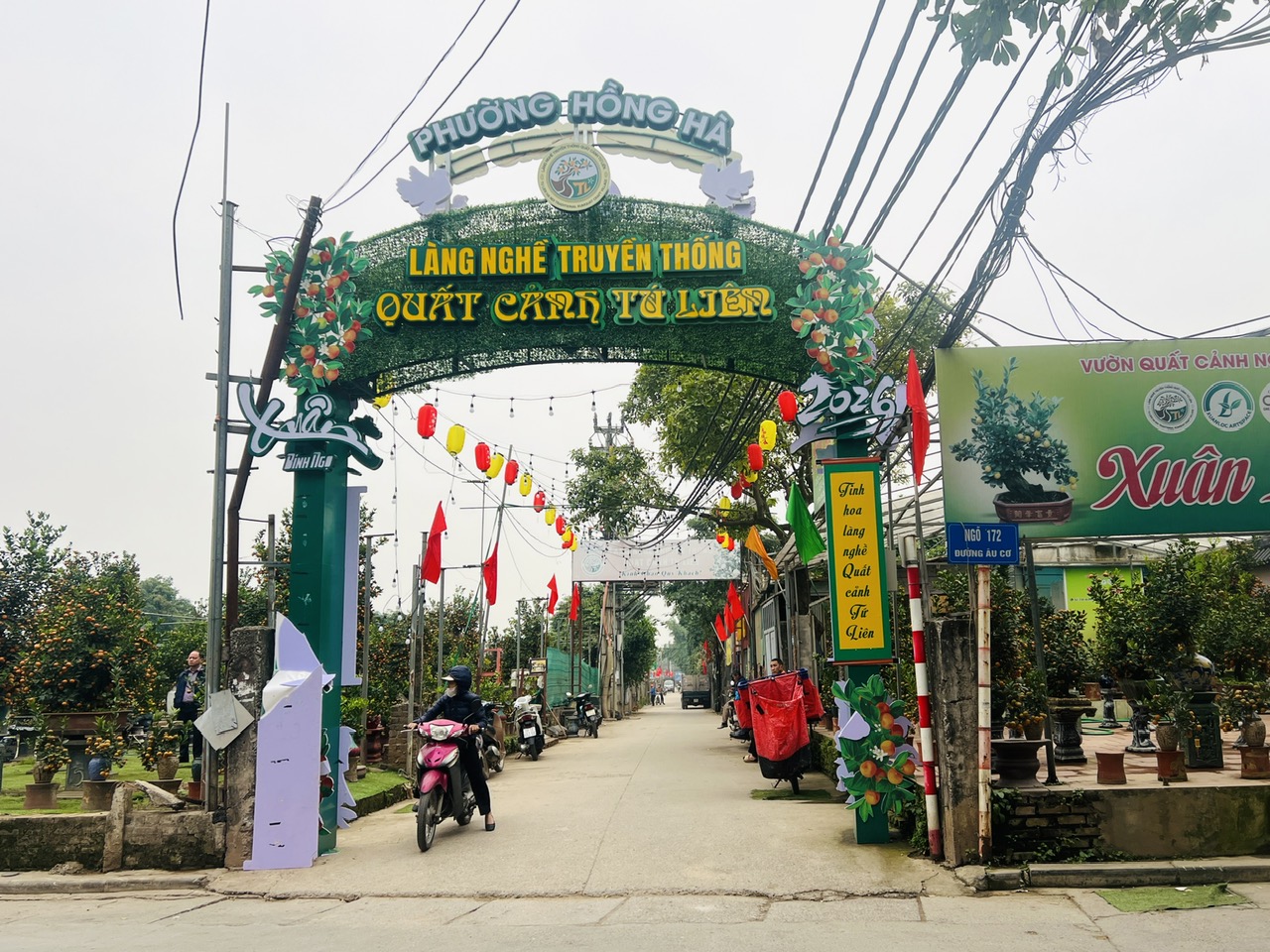 Hà Nội: Làng đào Nhật Tân, quất Tứ Liên tất bật đón khách - Ảnh 7. Hà Nội: Làng đào Nhật Tân, quất Tứ Liên tất bật đón khách - Ảnh 7.