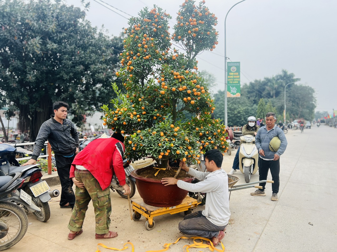 Hà Nội: Làng đào Nhật Tân, quất Tứ Liên tất bật đón khách - Ảnh 18. Hà Nội: Làng đào Nhật Tân, quất Tứ Liên tất bật đón khách - Ảnh 18.