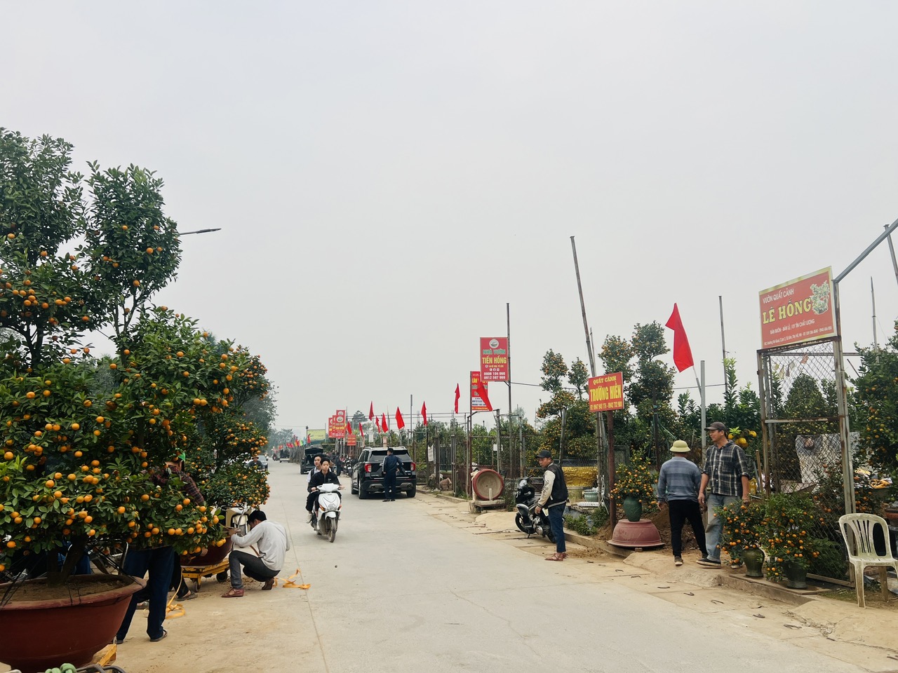 Hà Nội: Làng đào Nhật Tân, quất Tứ Liên tất bật đón khách - Ảnh 20. Hà Nội: Làng đào Nhật Tân, quất Tứ Liên tất bật đón khách - Ảnh 20.