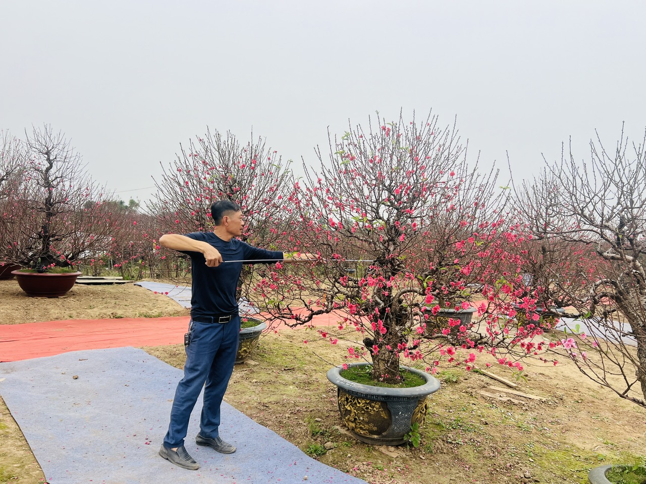 Hà Nội: Làng đào Nhật Tân, quất Tứ Liên tất bật đón khách - Ảnh 3. Hà Nội: Làng đào Nhật Tân, quất Tứ Liên tất bật đón khách - Ảnh 3.