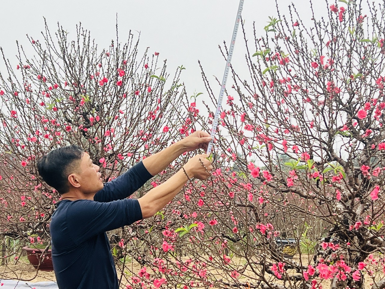 Hà Nội: Làng đào Nhật Tân, quất Tứ Liên tất bật đón khách - Ảnh 4. Hà Nội: Làng đào Nhật Tân, quất Tứ Liên tất bật đón khách - Ảnh 4.