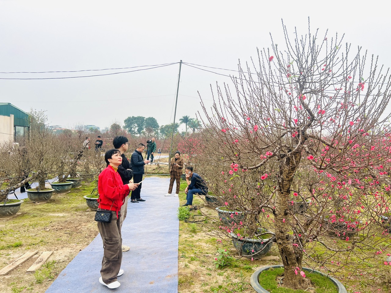 Hà Nội: Làng đào Nhật Tân, quất Tứ Liên tất bật đón khách - Ảnh 1. Hà Nội: Làng đào Nhật Tân, quất Tứ Liên tất bật đón khách - Ảnh 1.