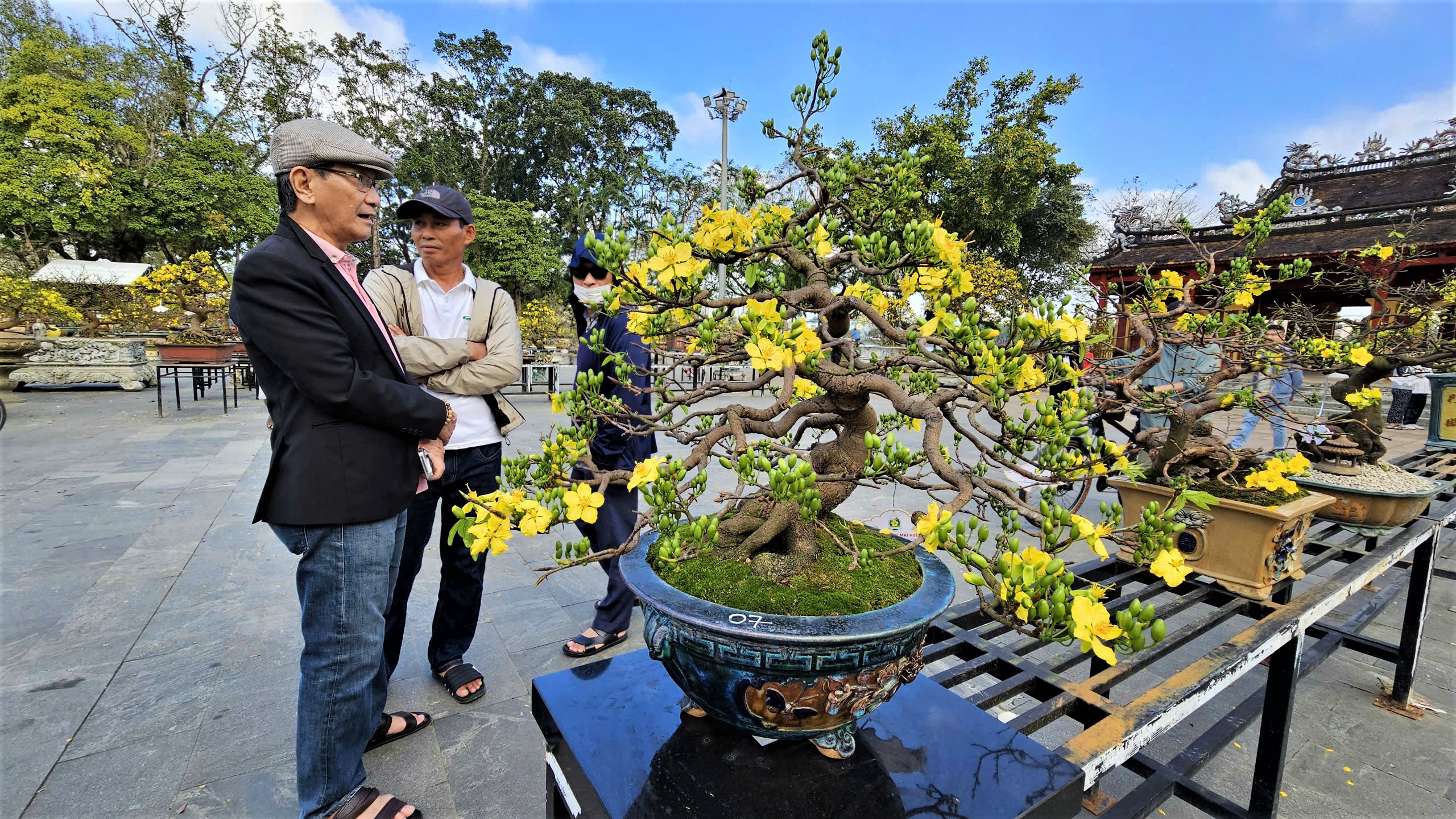 Ngắm hoàng mai Huế rực rỡ khoe sắc đón tết Bính Ngọ 2026- Ảnh 3. Ngắm hoàng mai Huế rực rỡ khoe sắc đón tết Bính Ngọ 2026- Ảnh 3.