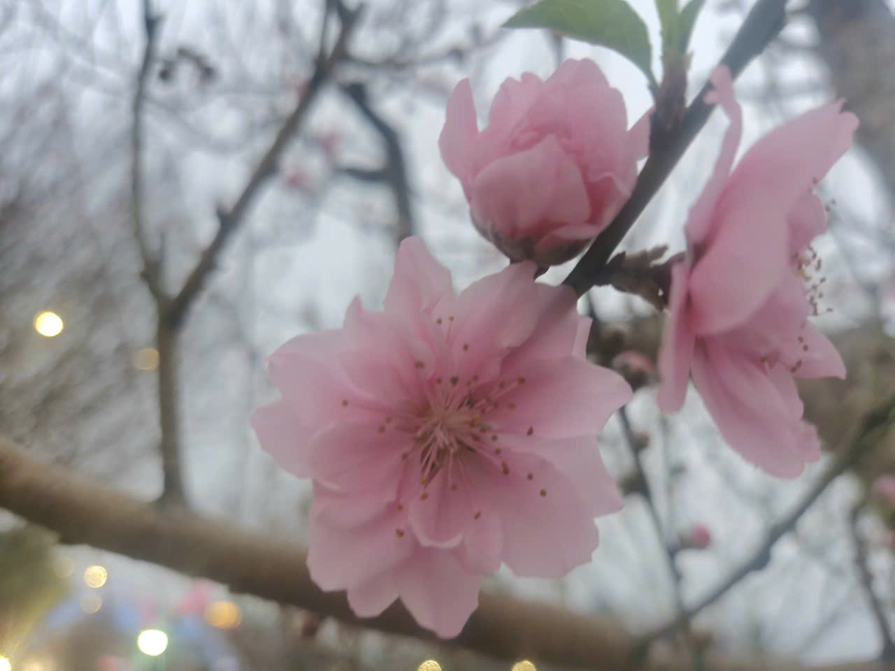 Ấn tượng chương tr&igrave;nh khai mạc lễ hội hoa đ&agrave;o Xứ Lạng 2026- Ảnh 12.