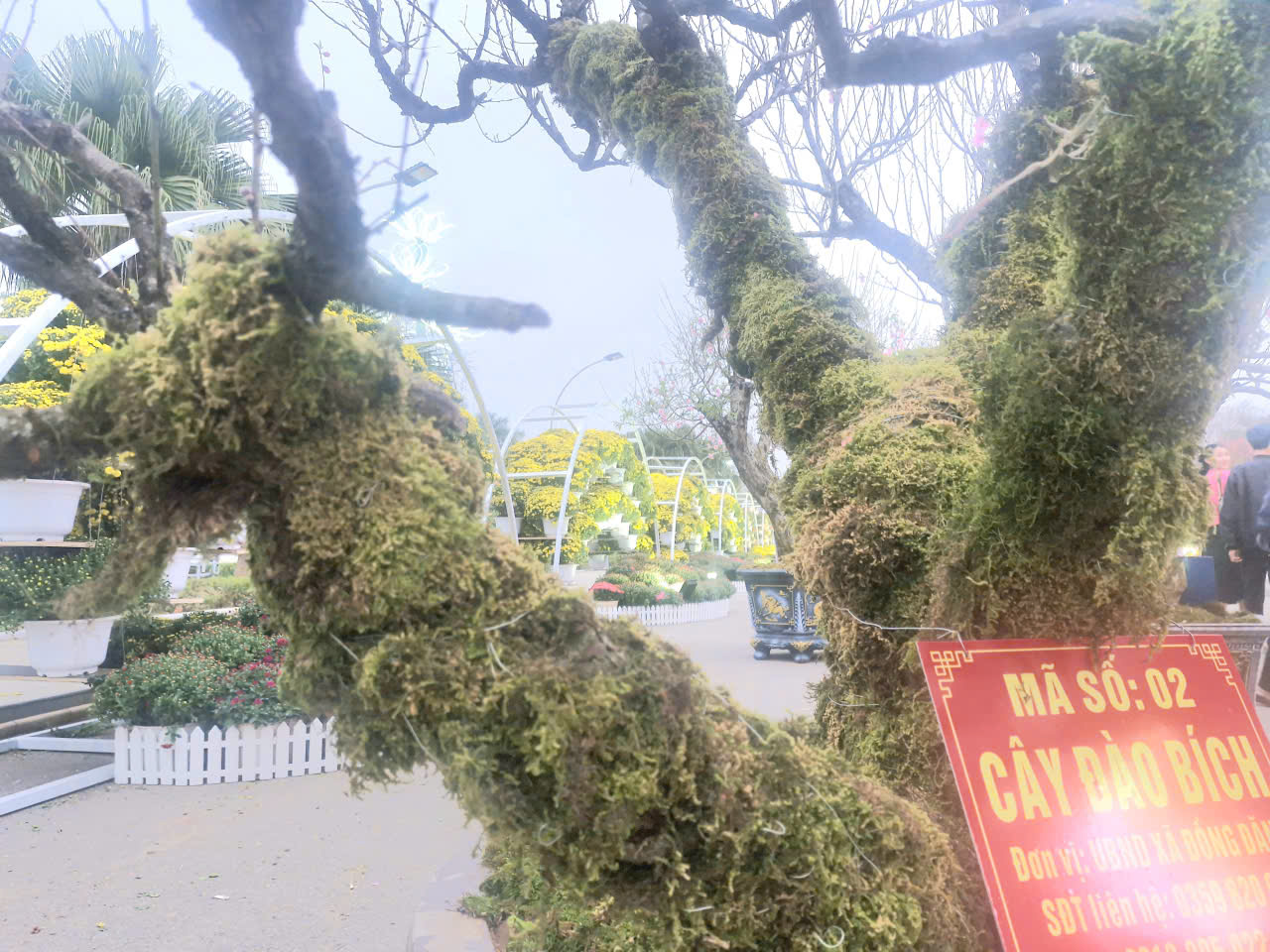 Ấn tượng chương tr&igrave;nh khai mạc lễ hội hoa đ&agrave;o Xứ Lạng 2026- Ảnh 15.