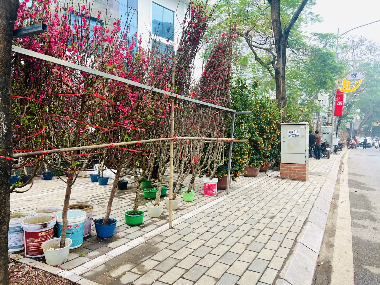 Vỉa h&egrave; H&agrave; Nội chật chội m&ugrave;a hoa Tết- Ảnh 5.