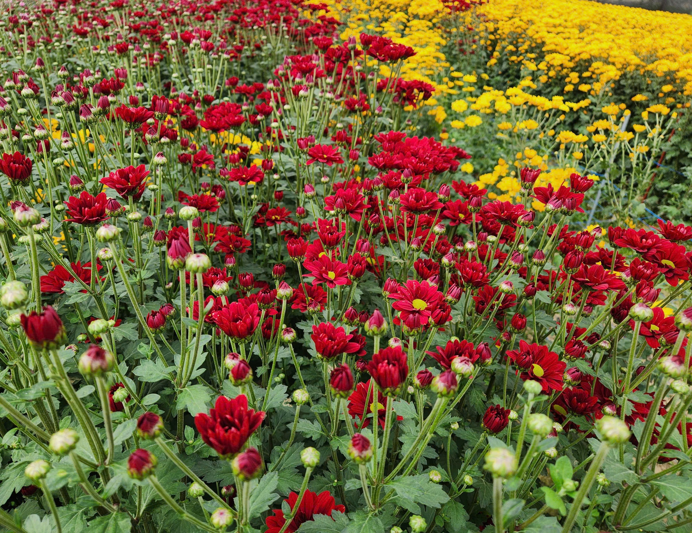 L&agrave;ng hoa nổi tiếng ở Thanh H&oacute;a hồi sinh sau trận lụt lịch sử, sẵn s&agrave;ng phục vụ Tết- Ảnh 5.