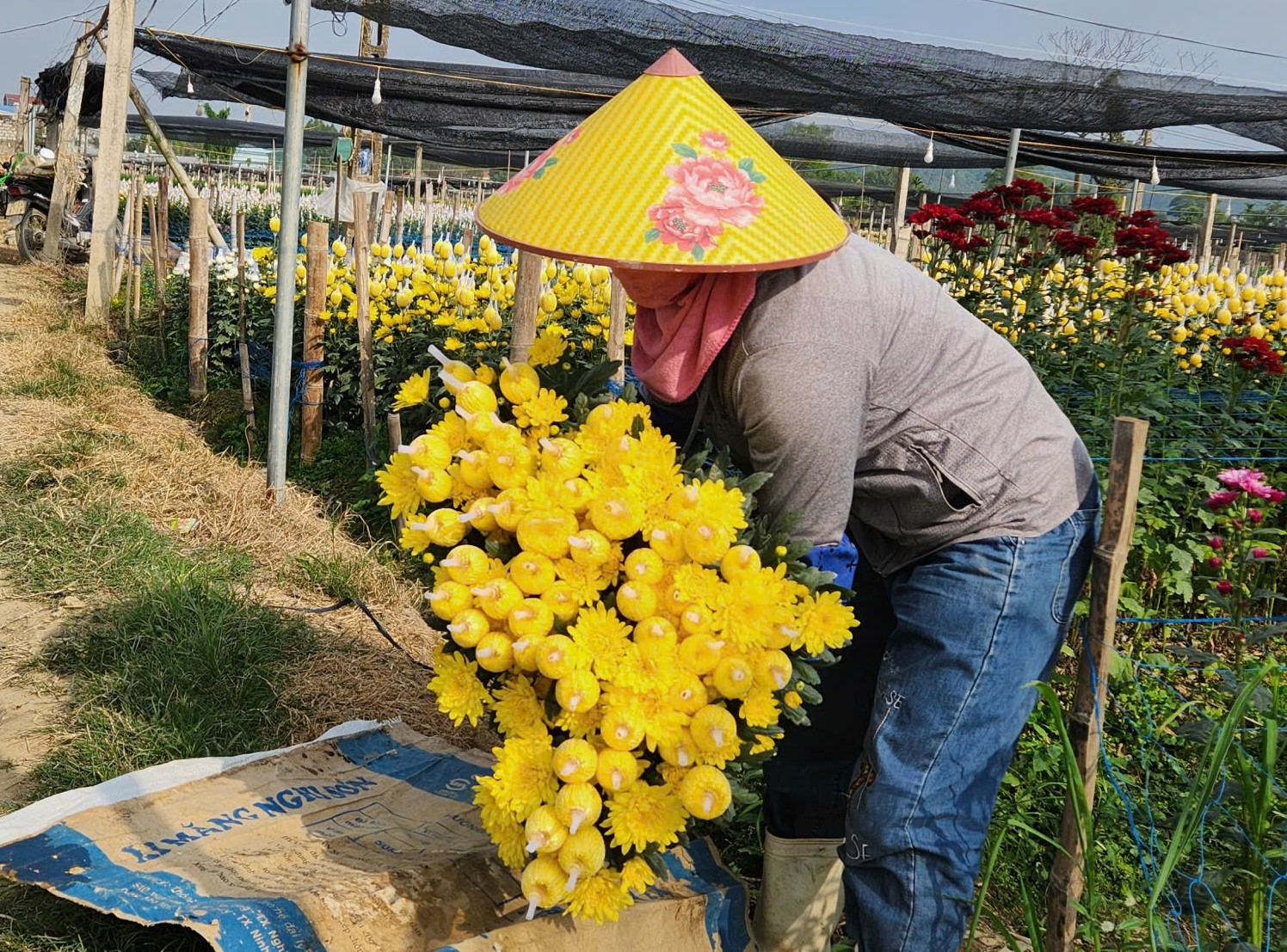 L&agrave;ng hoa nổi tiếng ở Thanh H&oacute;a hồi sinh sau trận lụt lịch sử, sẵn s&agrave;ng phục vụ Tết- Ảnh 11.