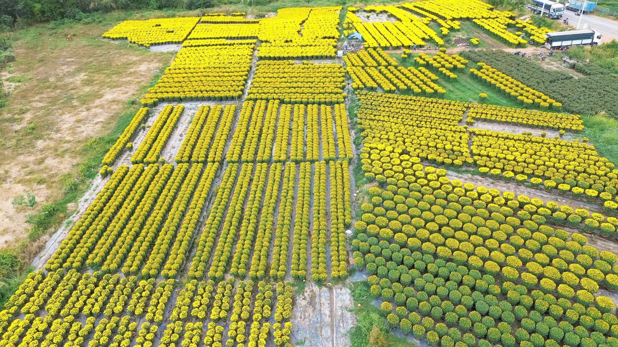 Đồng Nai: Hoa Tết rực rỡ xuống phố, tiểu thương hồi hộp chờ cao điểm mua sắm- Ảnh 9.