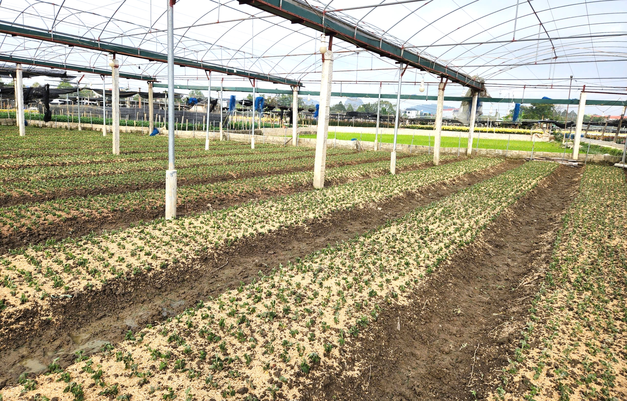 L&agrave;ng hoa nổi tiếng ở Thanh H&oacute;a hồi sinh sau trận lụt lịch sử, sẵn s&agrave;ng phục vụ Tết- Ảnh 14.