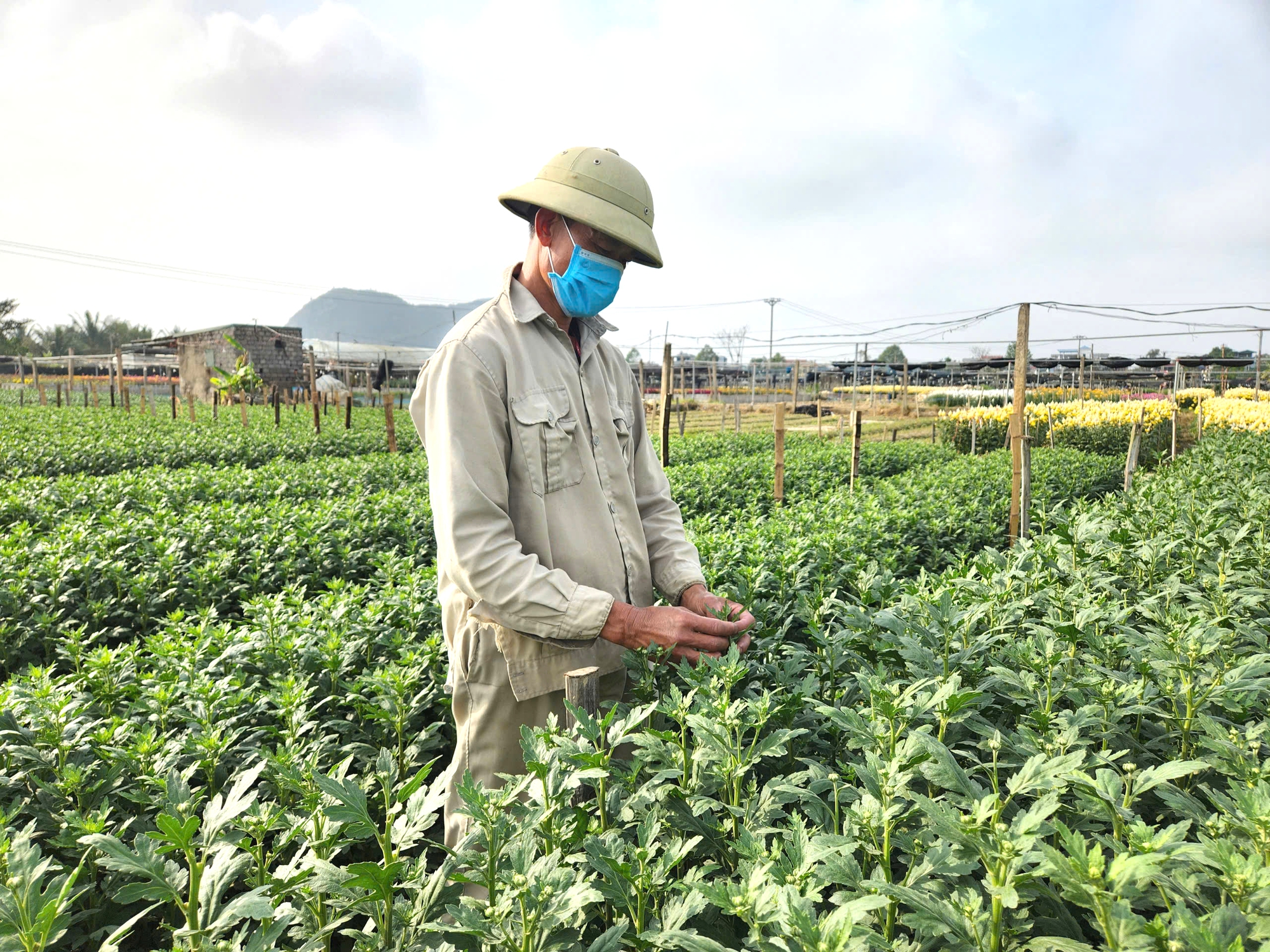 L&agrave;ng hoa nổi tiếng ở Thanh H&oacute;a hồi sinh sau trận lụt lịch sử, sẵn s&agrave;ng phục vụ Tết- Ảnh 2.