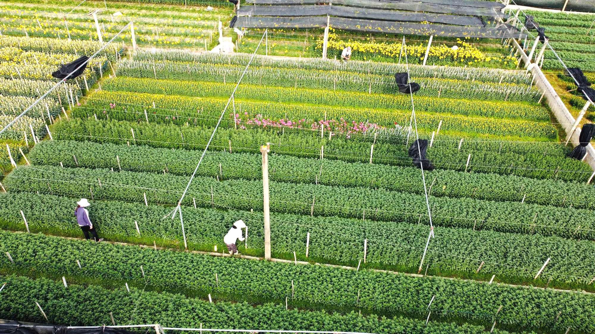 L&agrave;ng hoa nổi tiếng ở Thanh H&oacute;a hồi sinh sau trận lụt lịch sử, sẵn s&agrave;ng phục vụ Tết- Ảnh 3.