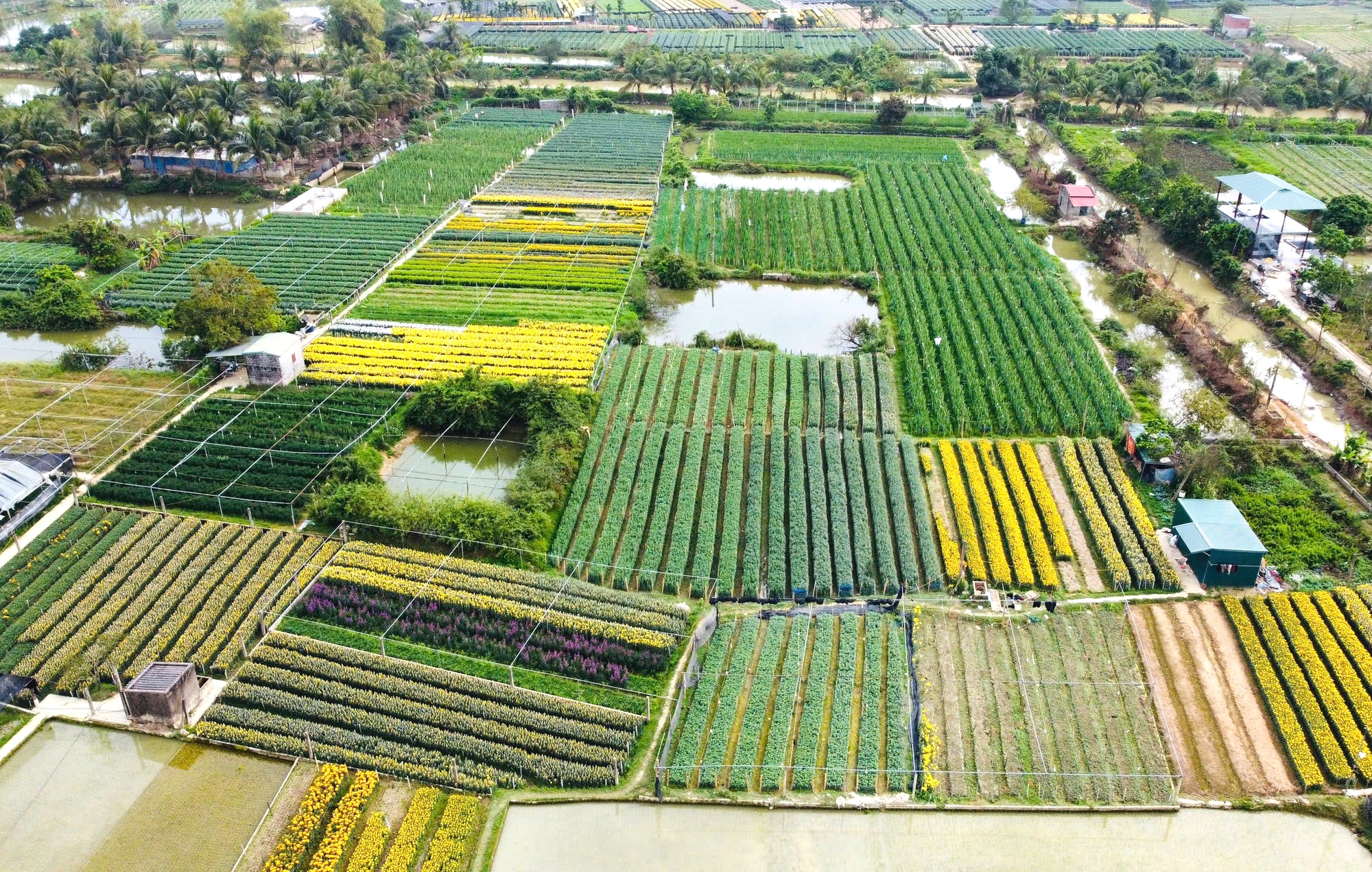 L&agrave;ng hoa nổi tiếng ở Thanh H&oacute;a hồi sinh sau trận lụt lịch sử, sẵn s&agrave;ng phục vụ Tết- Ảnh 13.