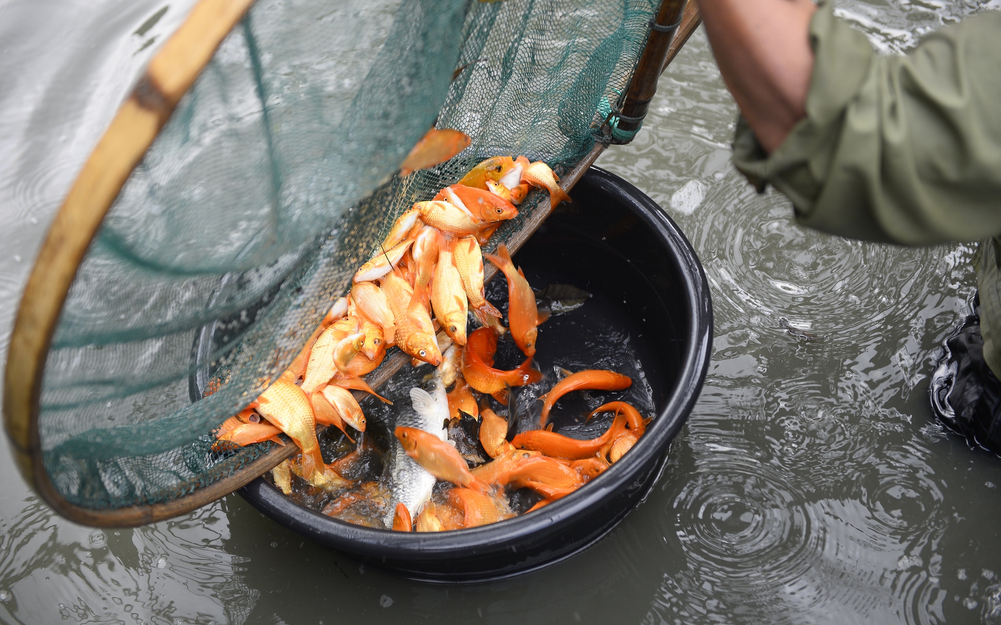 TP.HCM: Nhộn nhịp không khí ngày "đưa ông Công, ông Táo"- Ảnh 17. Thủ phủ cá chép ở Thanh Hóa 'cháy hàng' trước ngày ông Công, ông Táo
