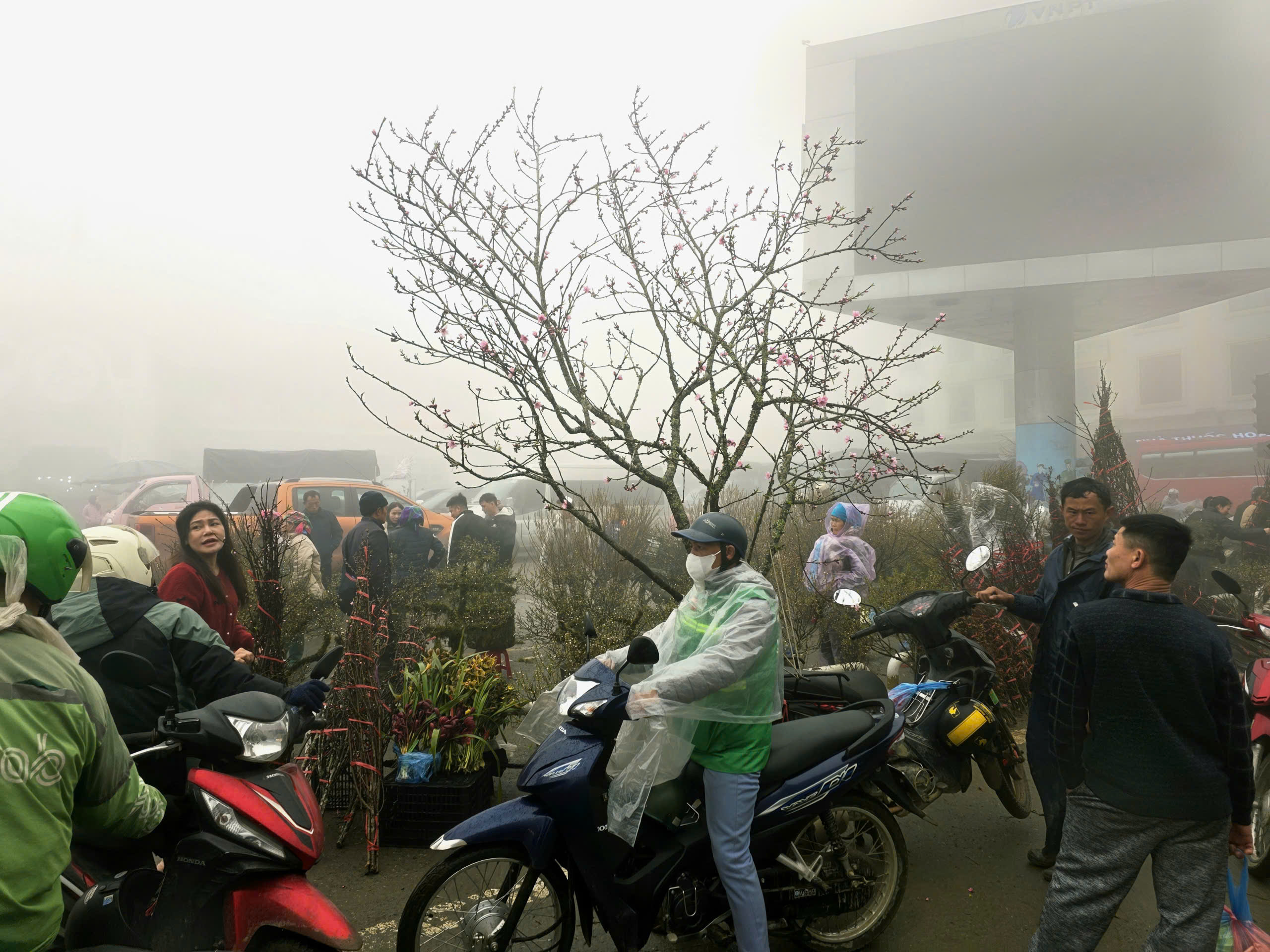 Đ&agrave;o rừng, nhất chi mai ở Sa Pa nhộn nhịp xuống phố- Ảnh 18.