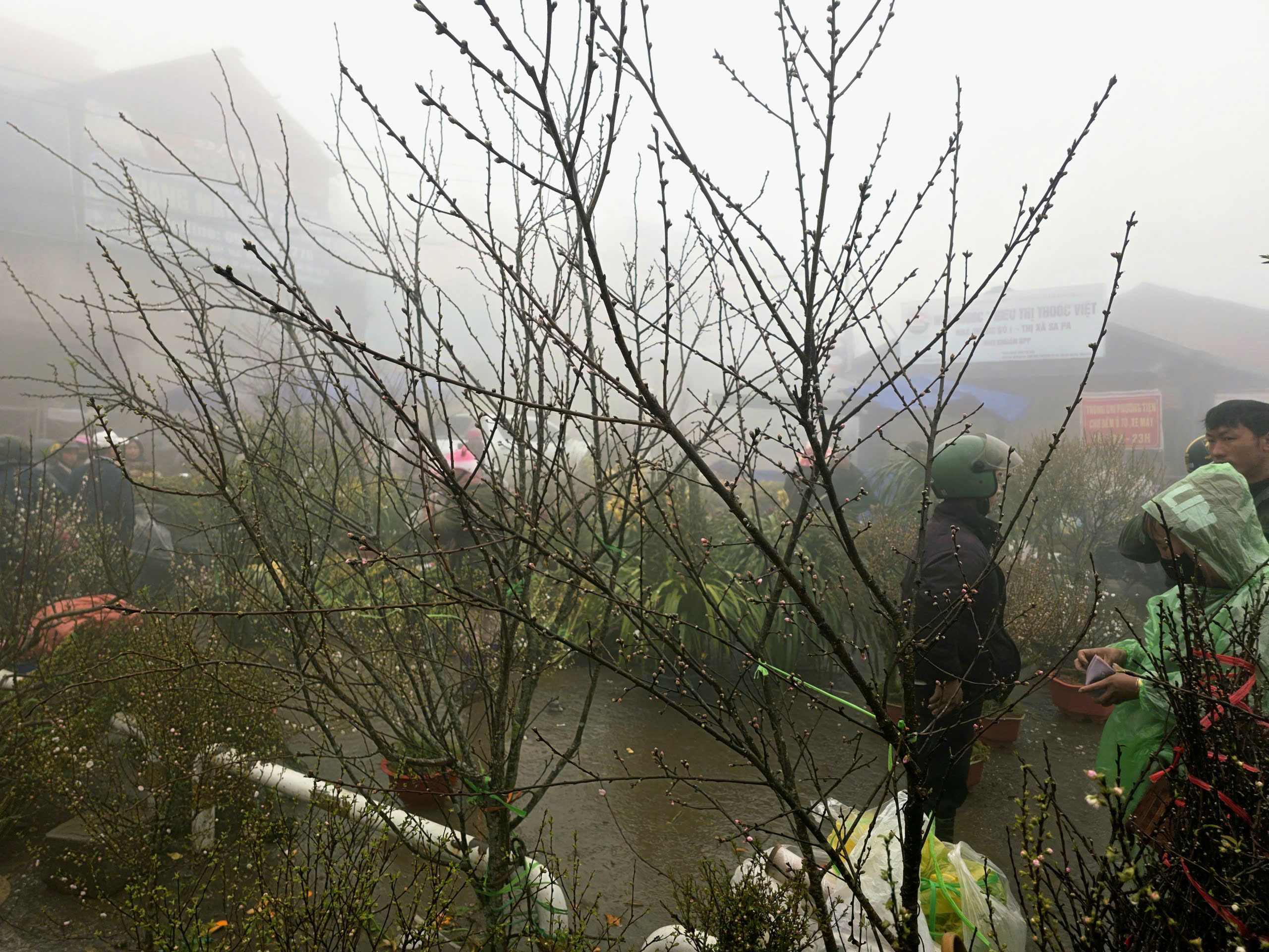 Đ&agrave;o rừng, nhất chi mai ở Sa Pa nhộn nhịp xuống phố- Ảnh 10.