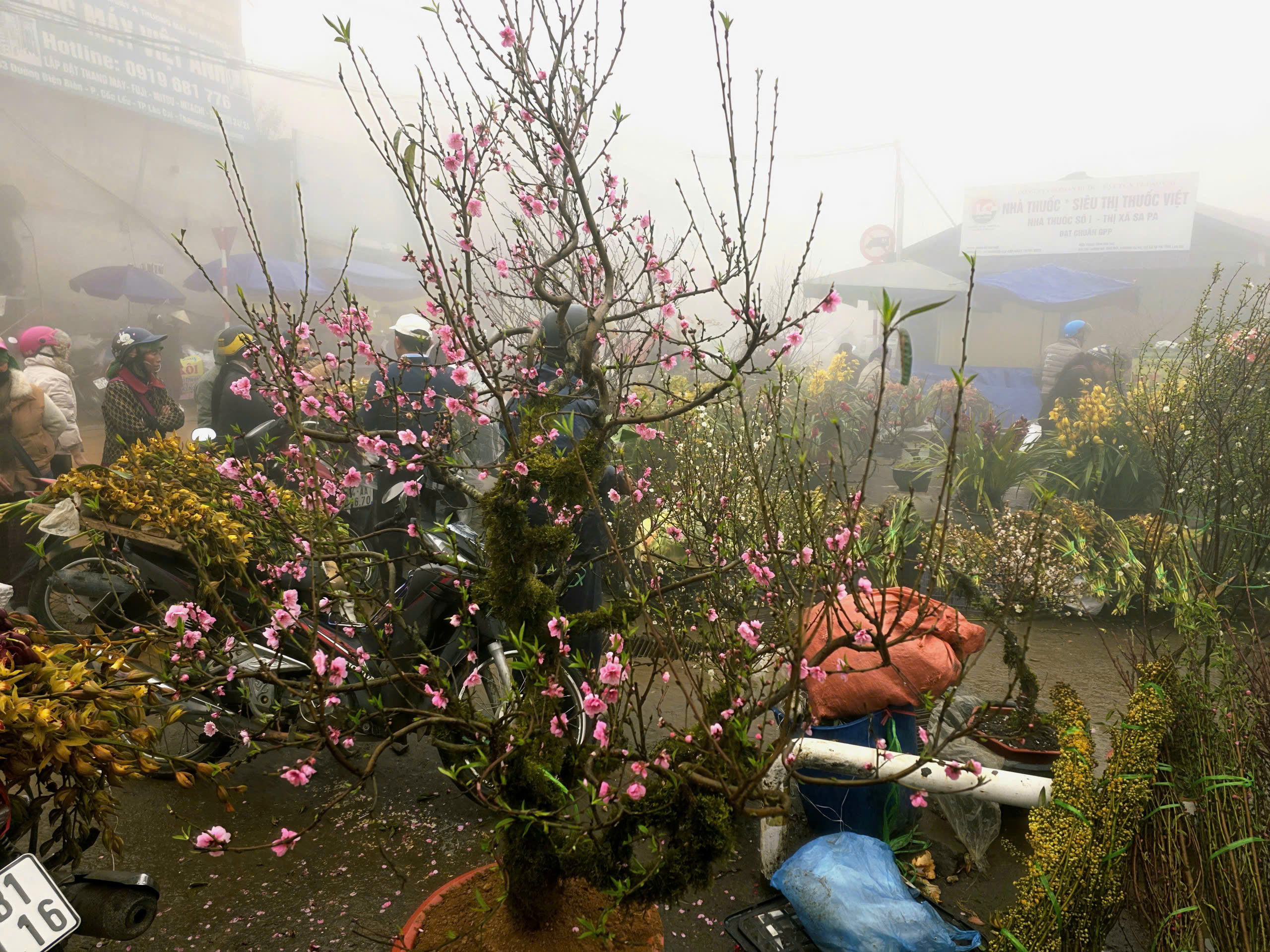 Đ&agrave;o rừng, nhất chi mai ở Sa Pa nhộn nhịp xuống phố- Ảnh 4.
