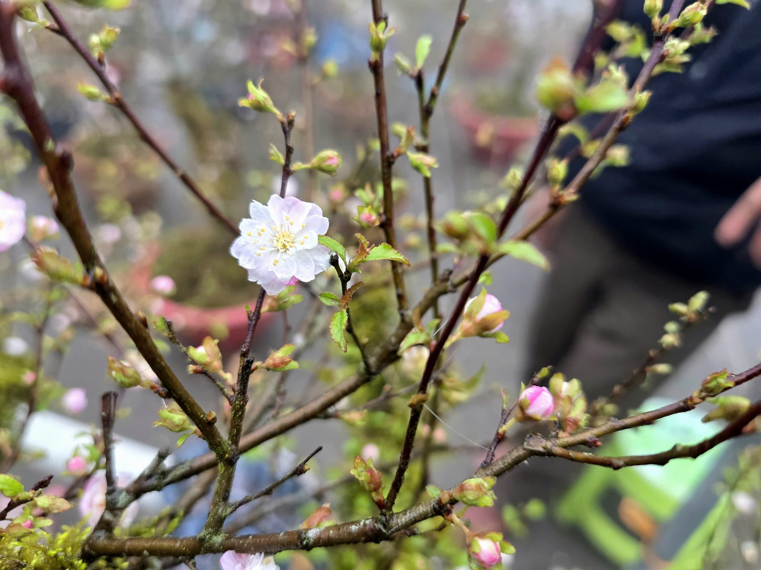 Đ&agrave;o rừng, nhất chi mai ở Sa Pa nhộn nhịp xuống phố- Ảnh 17.