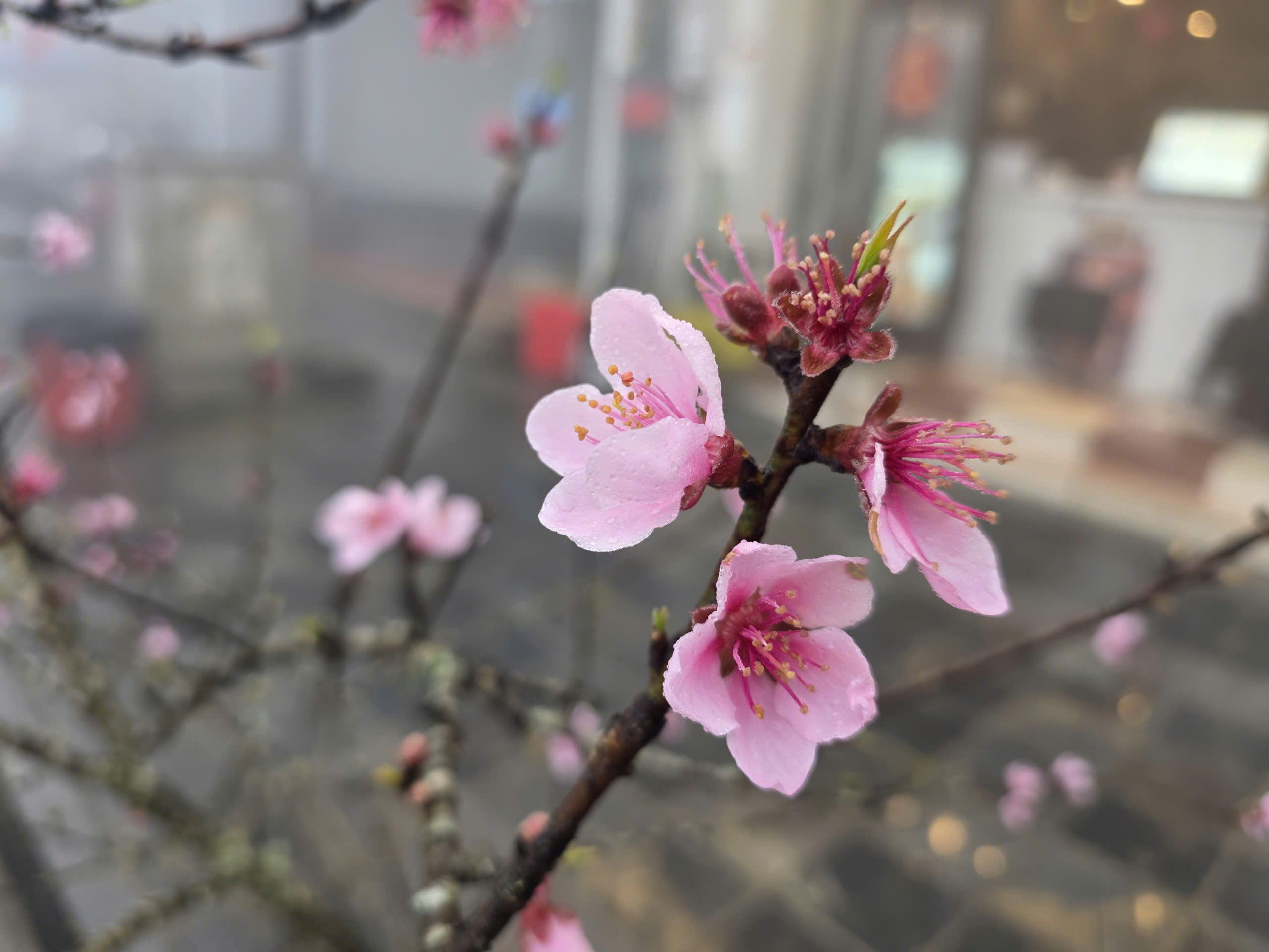 Đ&agrave;o rừng, nhất chi mai ở Sa Pa nhộn nhịp xuống phố- Ảnh 7.