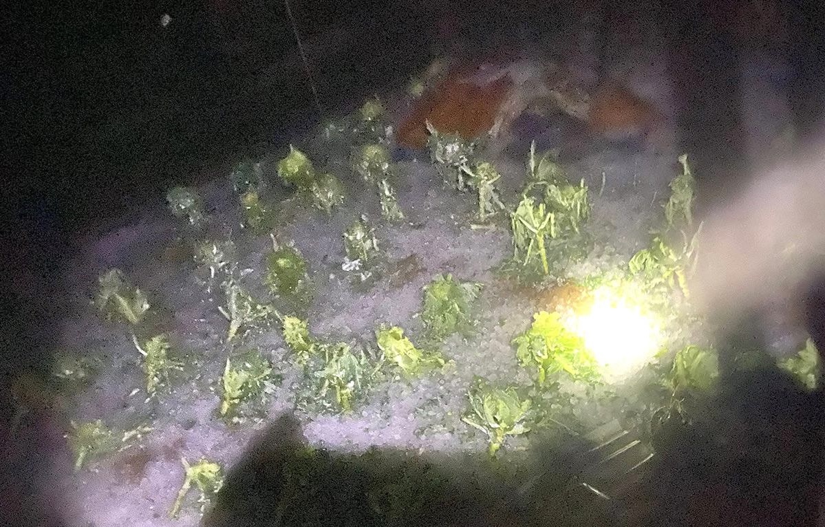 Mưa đá trong đêm gây thiệt hại tại nhiều xã vùng cao Tuyên Quang- Ảnh 3. Mưa đá trong đêm gây thiệt hại tại nhiều xã vùng cao Tuyên Quang- Ảnh 3.